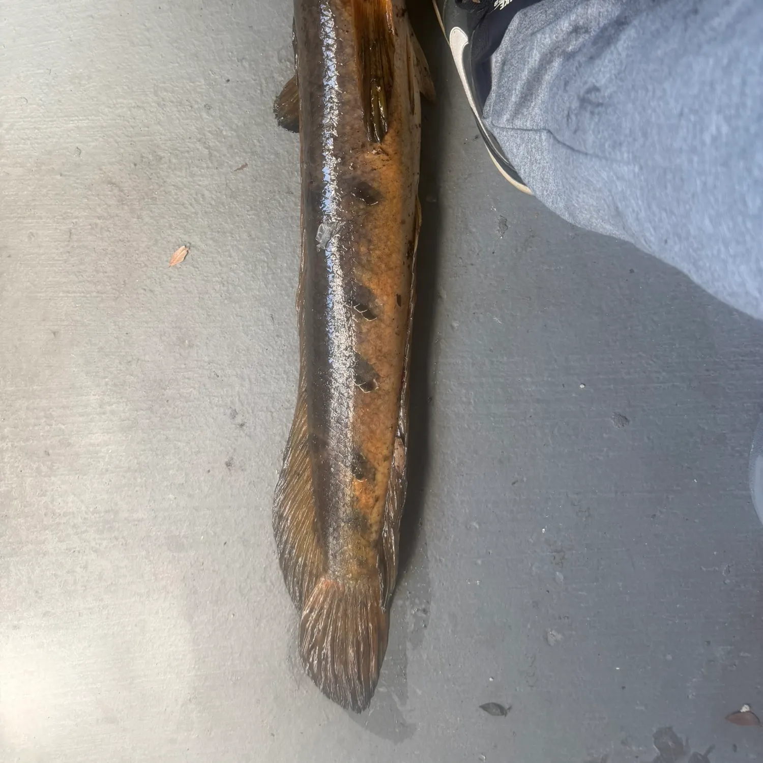 The most recent Bullseye snakehead catches on Fishbrain