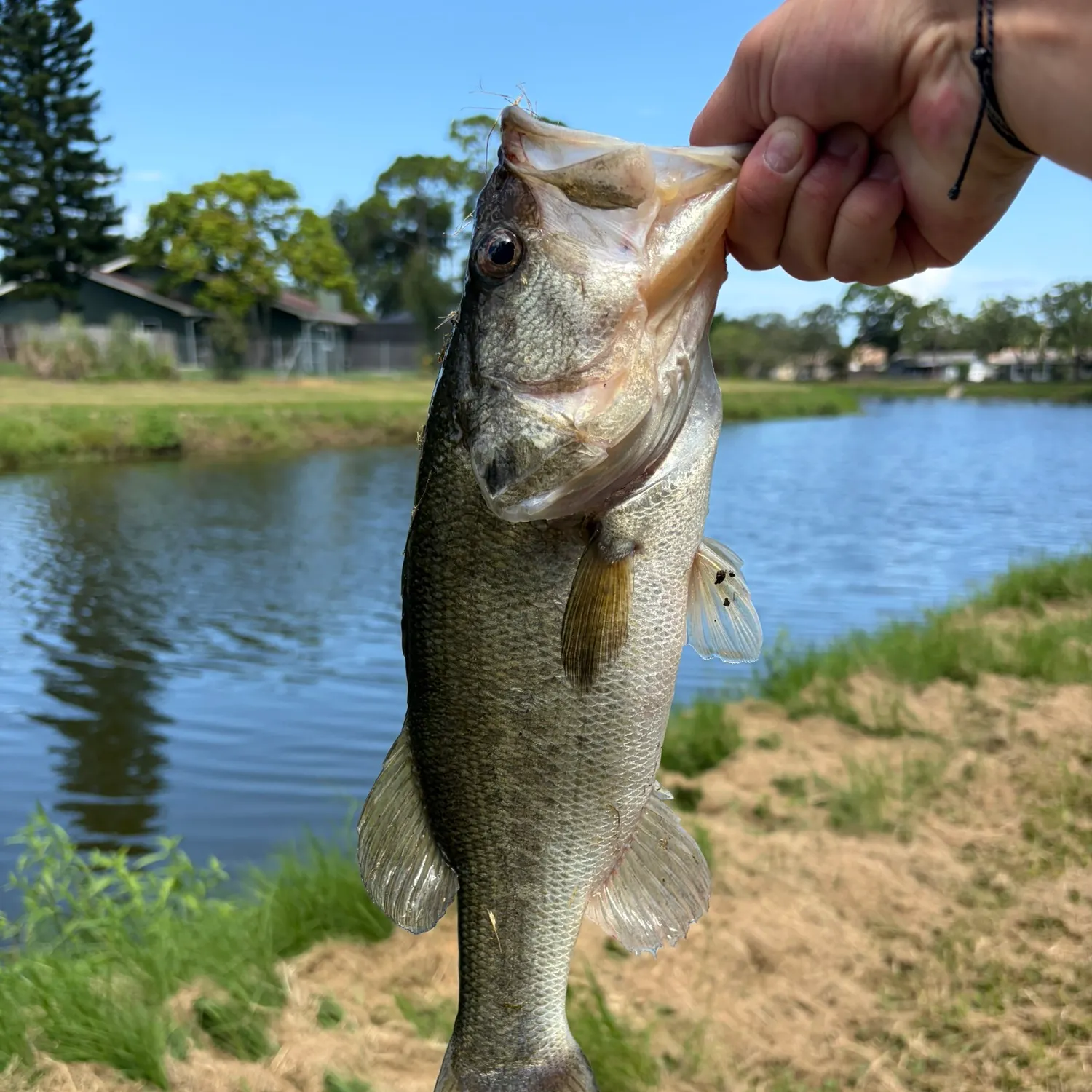 The most recent Florida bass catches on Fishbrain
