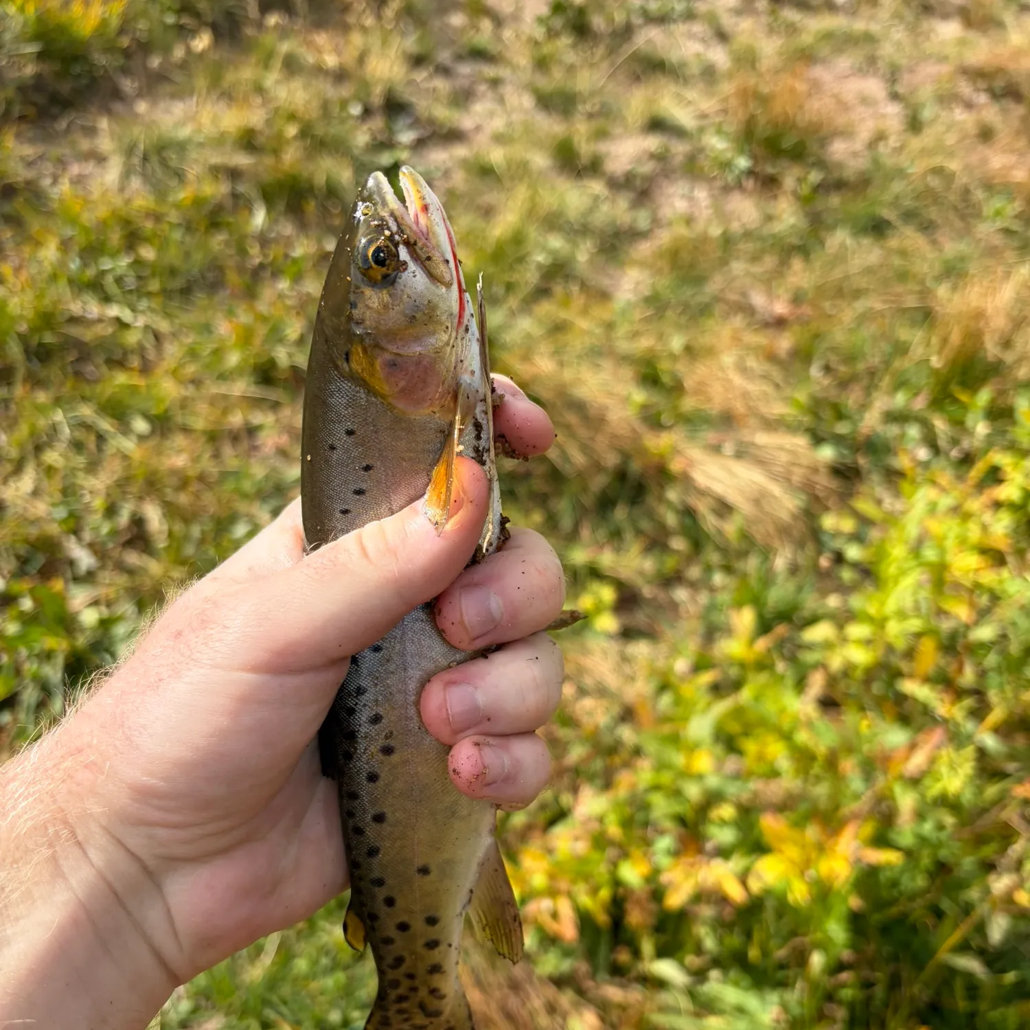 Greenback cutthroat trout caught on Fishbrain