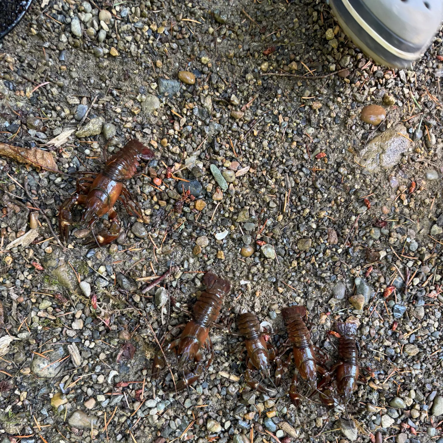 Signal crayfish caught on Fishbrain