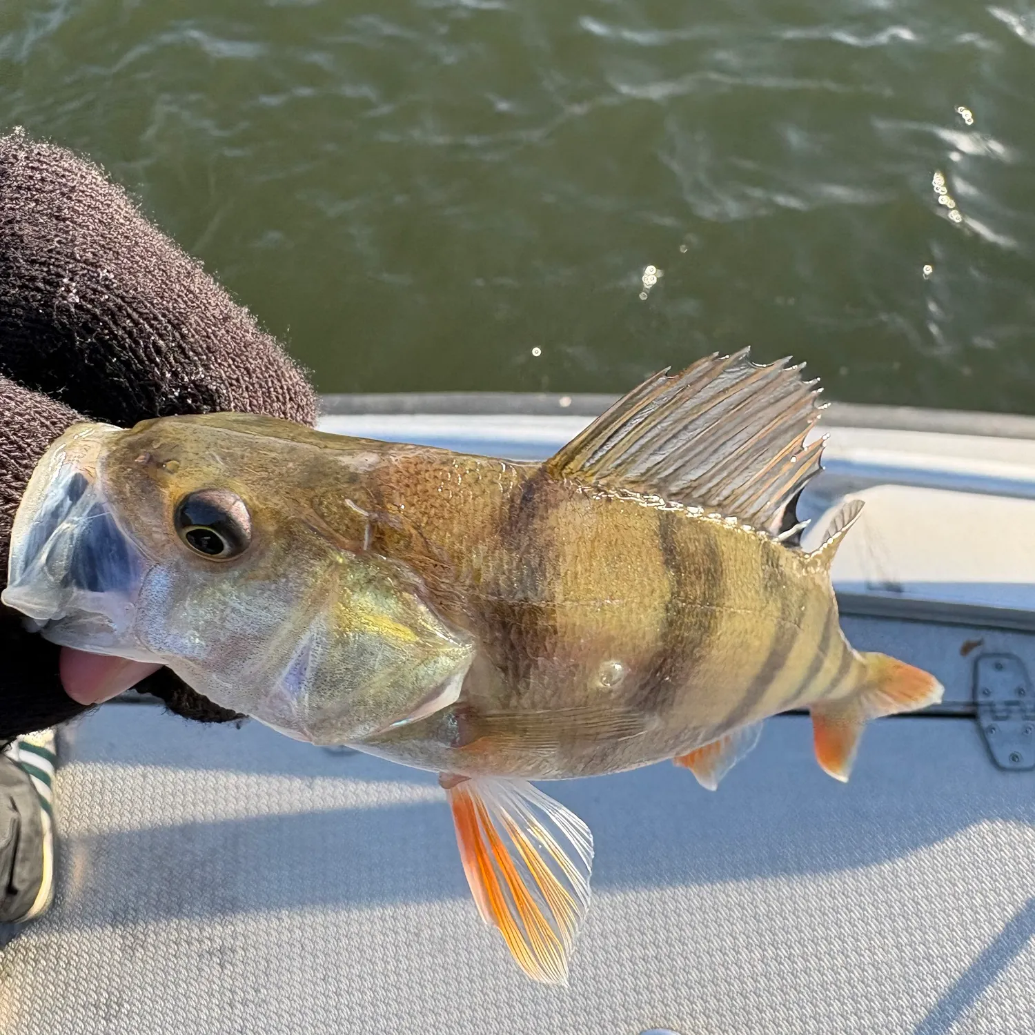 European perch caught on Fishbrain
