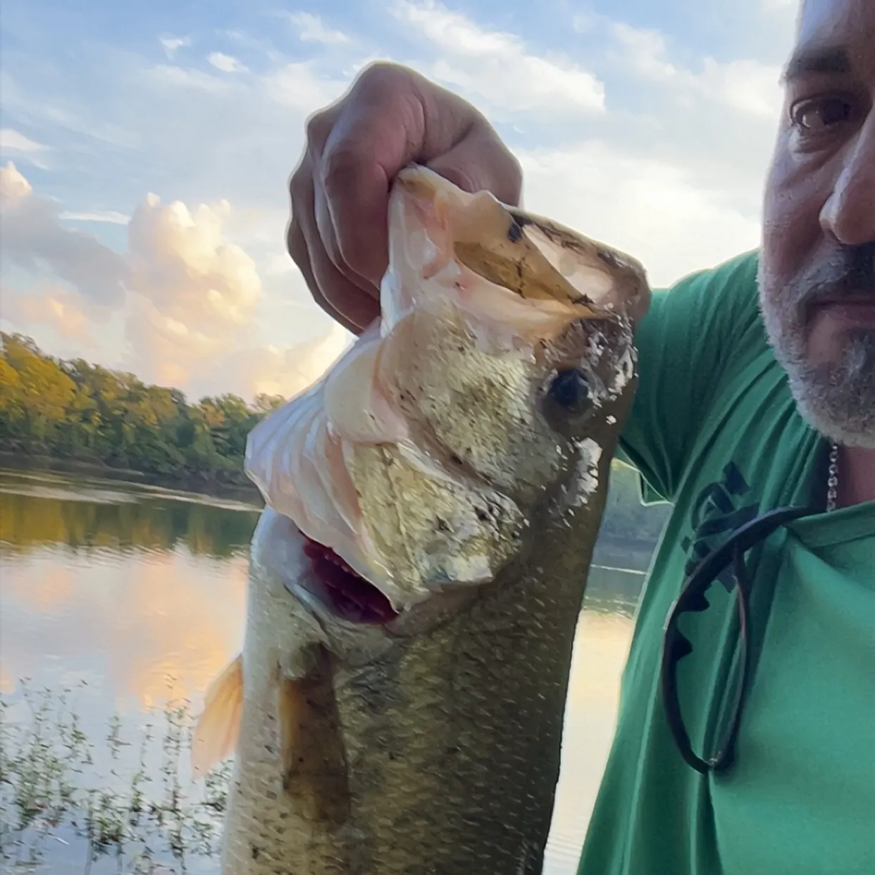 Largemouth bass caught on Fishbrain