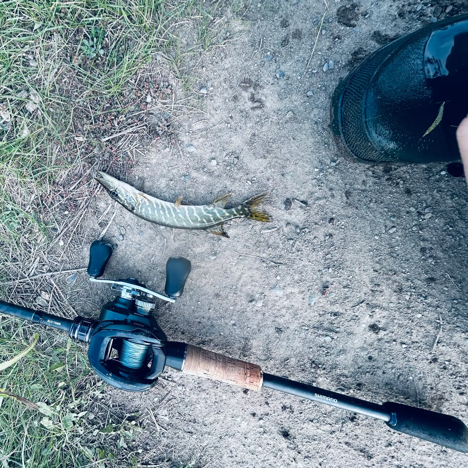 Northern pike caught on Fishbrain