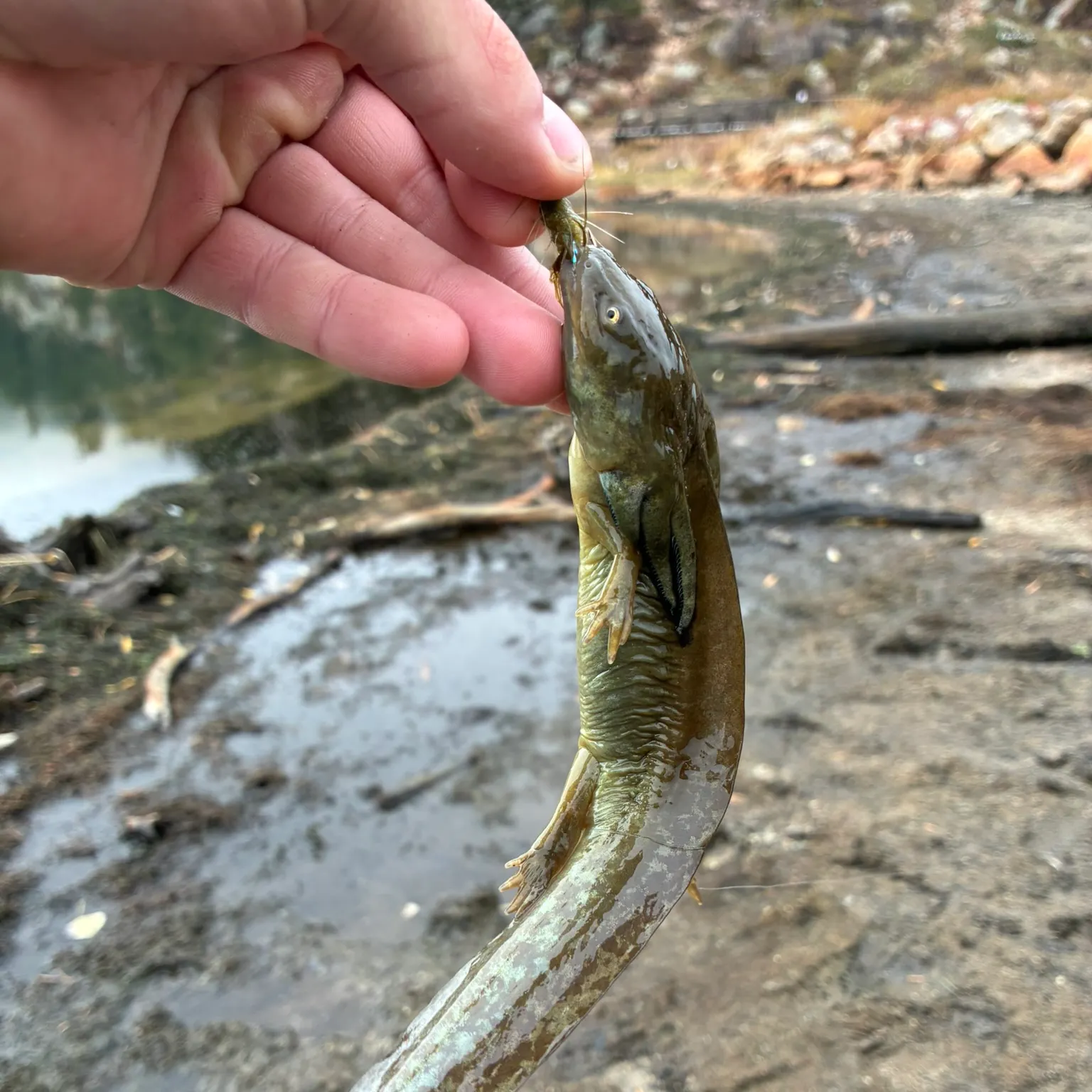 The most recent Common mudpuppy catches on Fishbrain