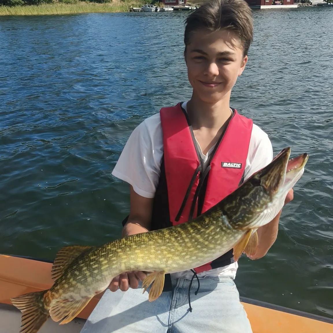 Northern pike caught on Fishbrain
