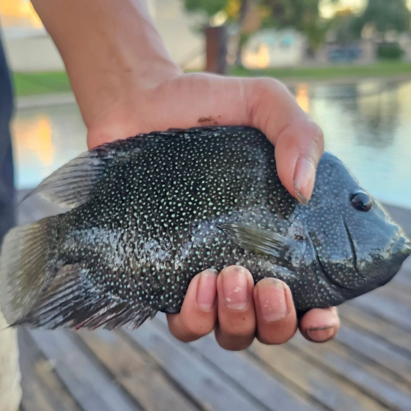 Rio Grande cichlid caught on Fishbrain