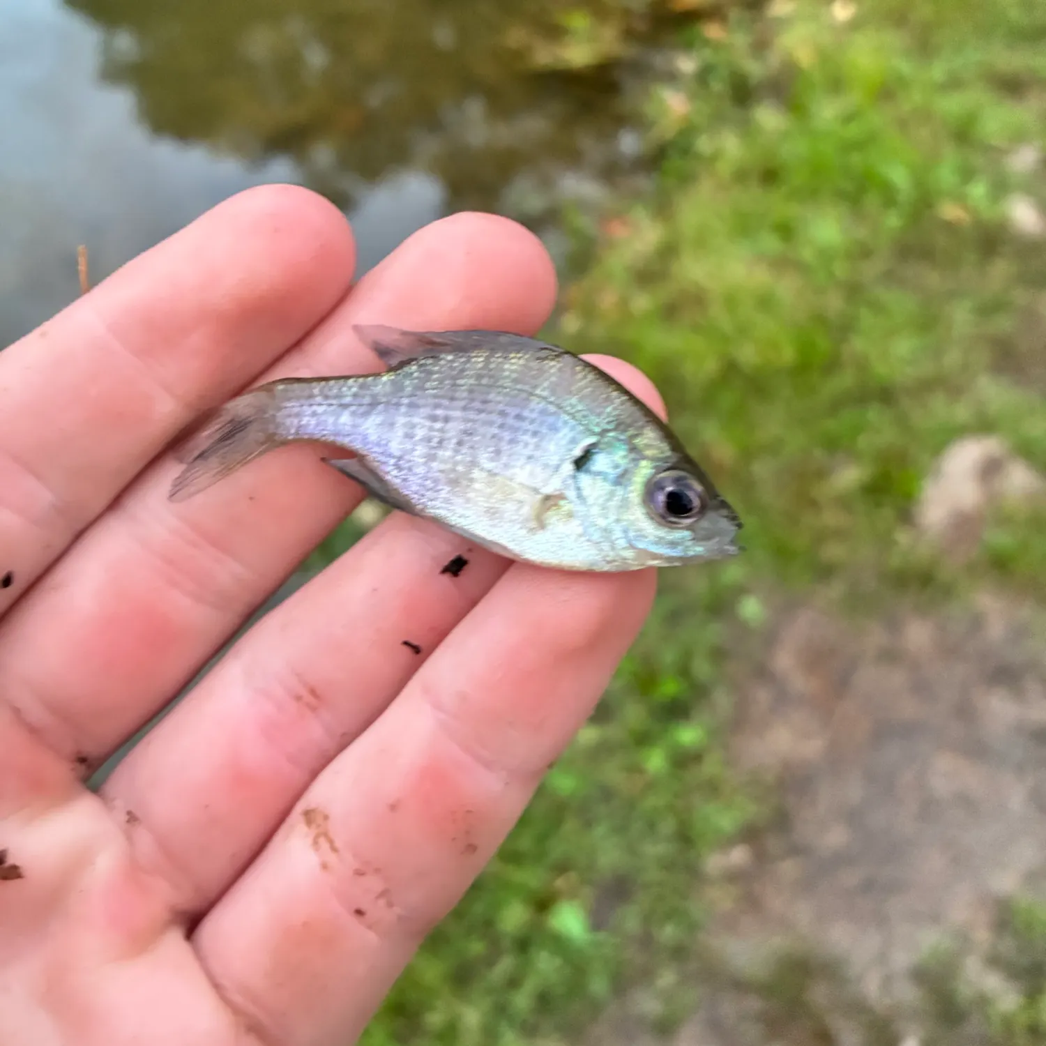 Bluegill caught on Fishbrain