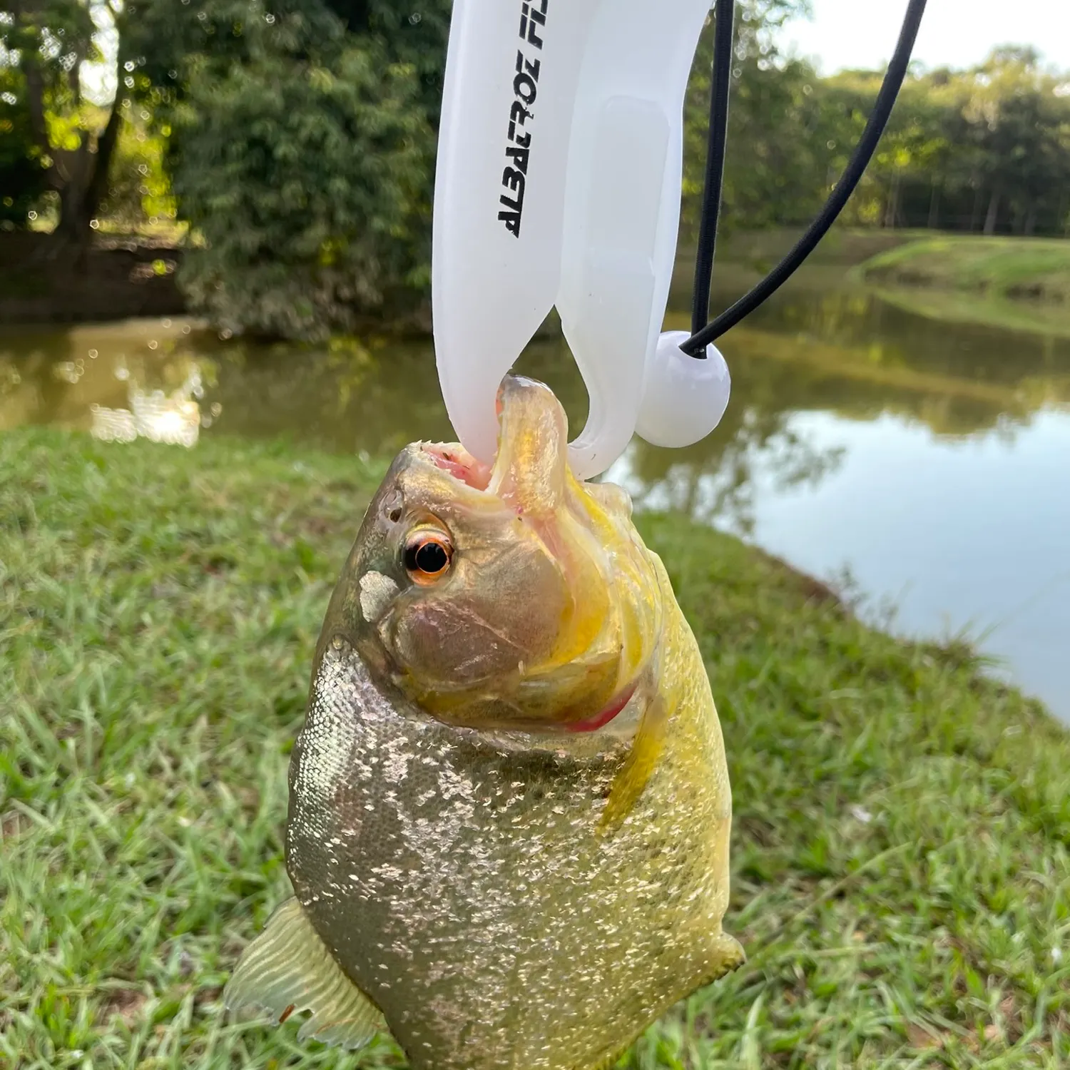 The most recent San Francisco piranha catches on Fishbrain