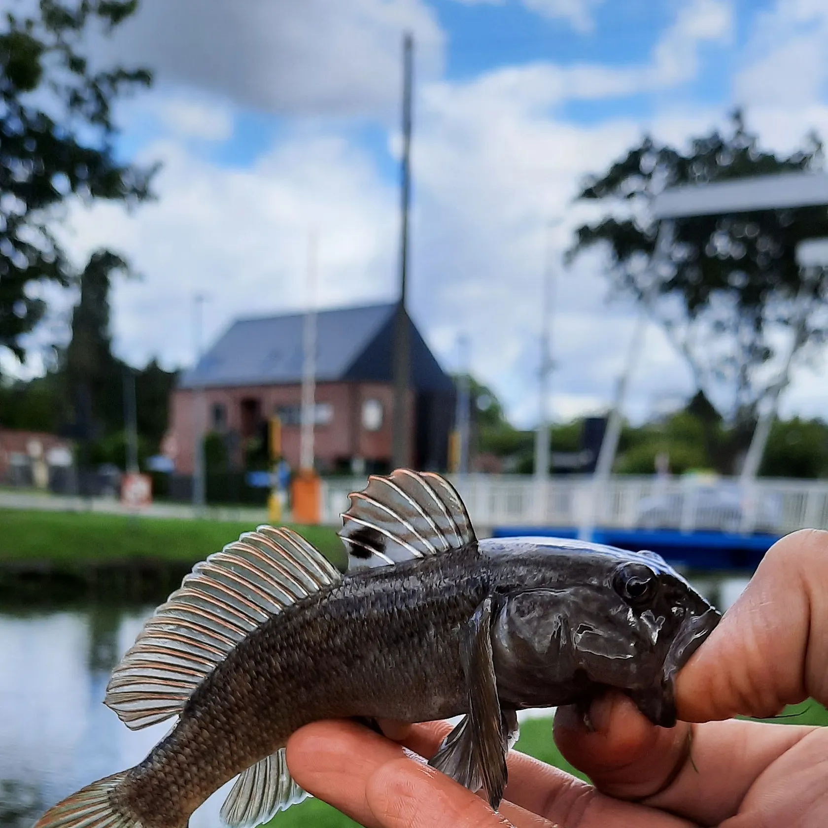 Round goby caught on Fishbrain