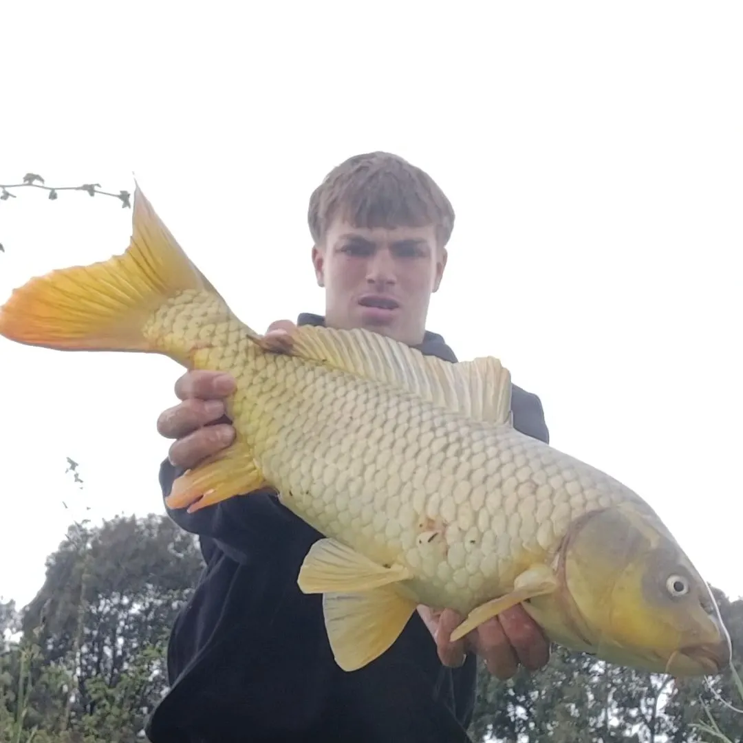 Common carp caught on Fishbrain