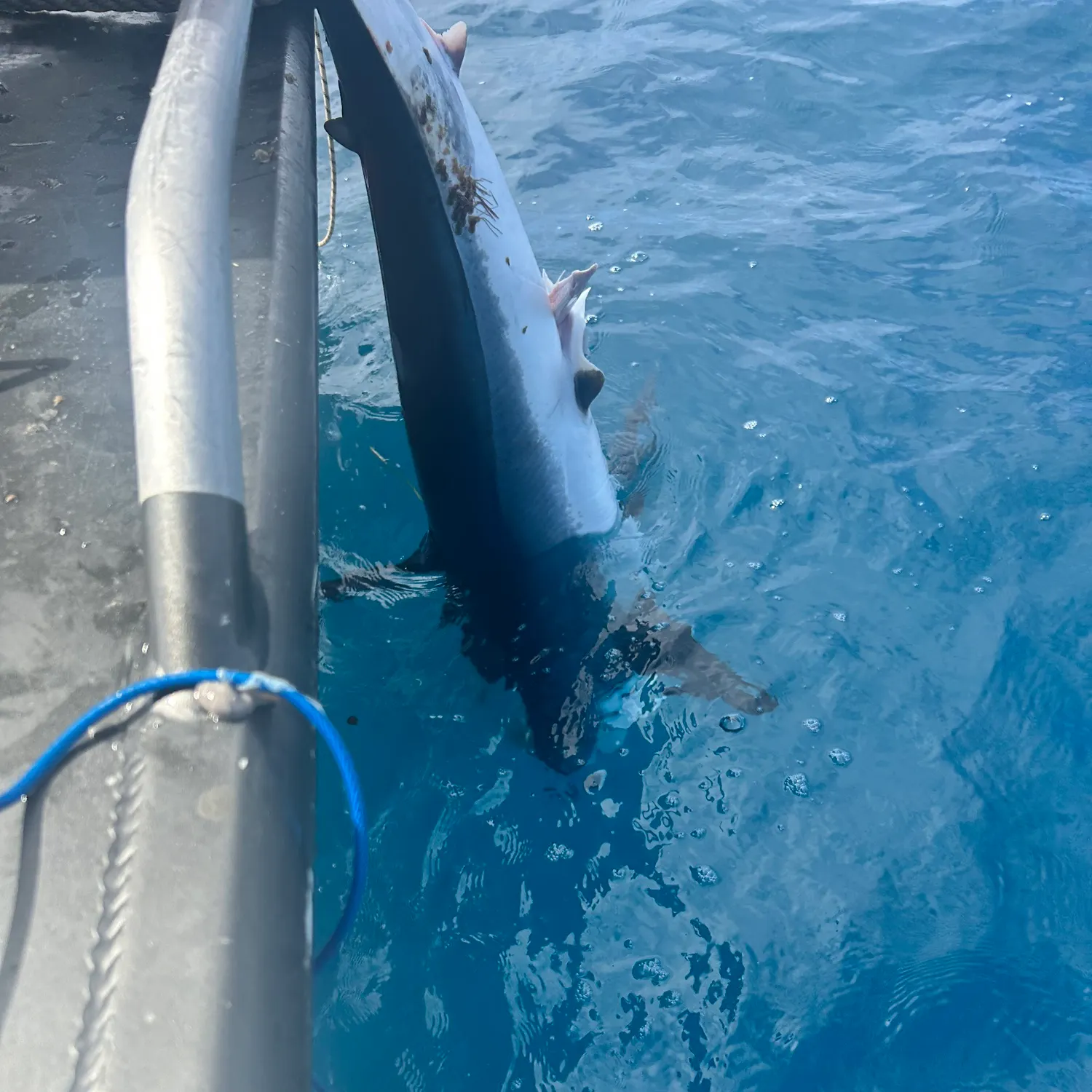 The most recent Shortfin mako shark catches on Fishbrain