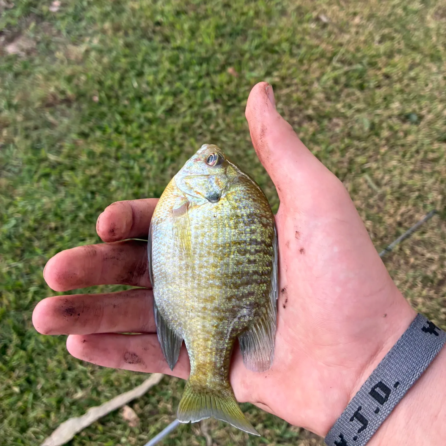 Bluegill caught on Fishbrain