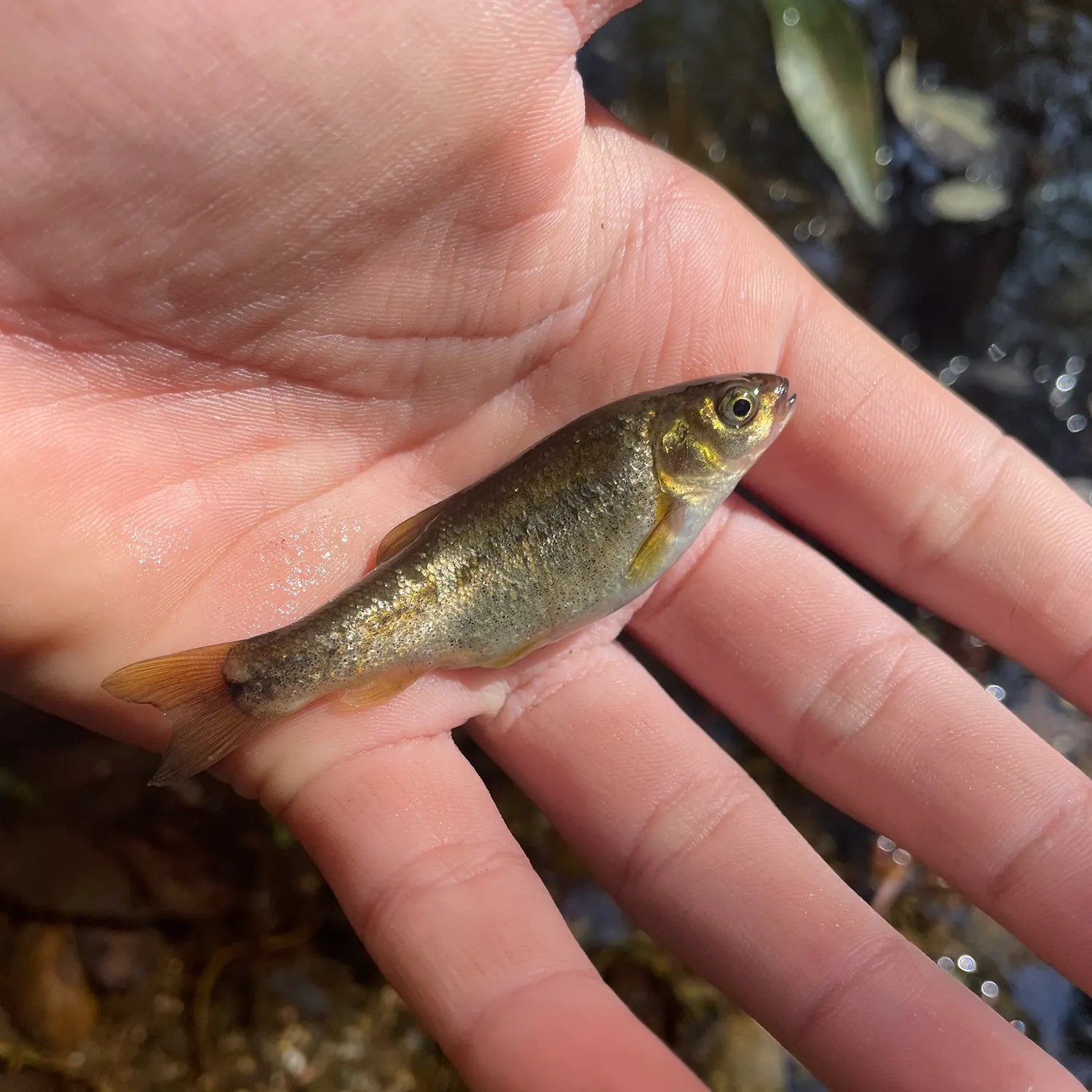 The most recent Arroyo chub catches on Fishbrain