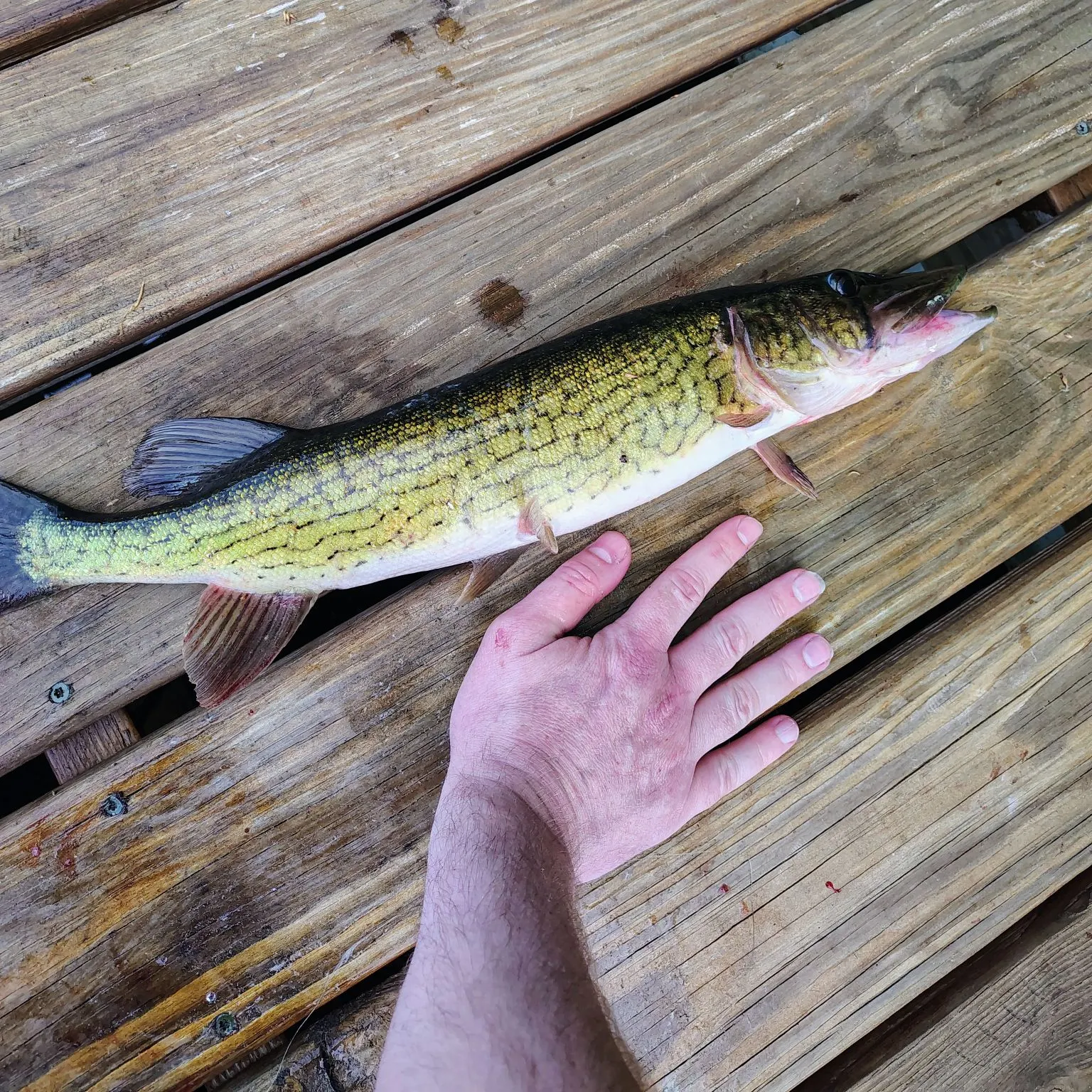recently logged catches