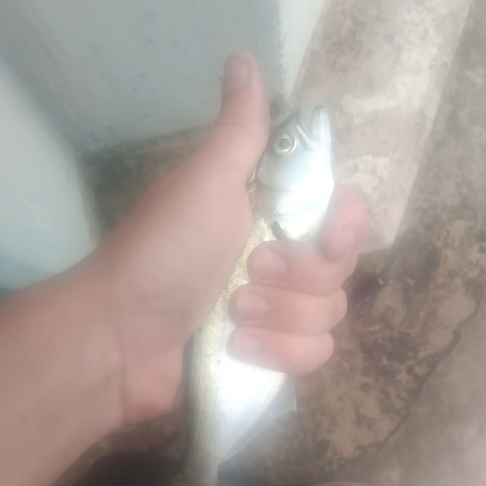 The most recent Bluefish catches on Fishbrain