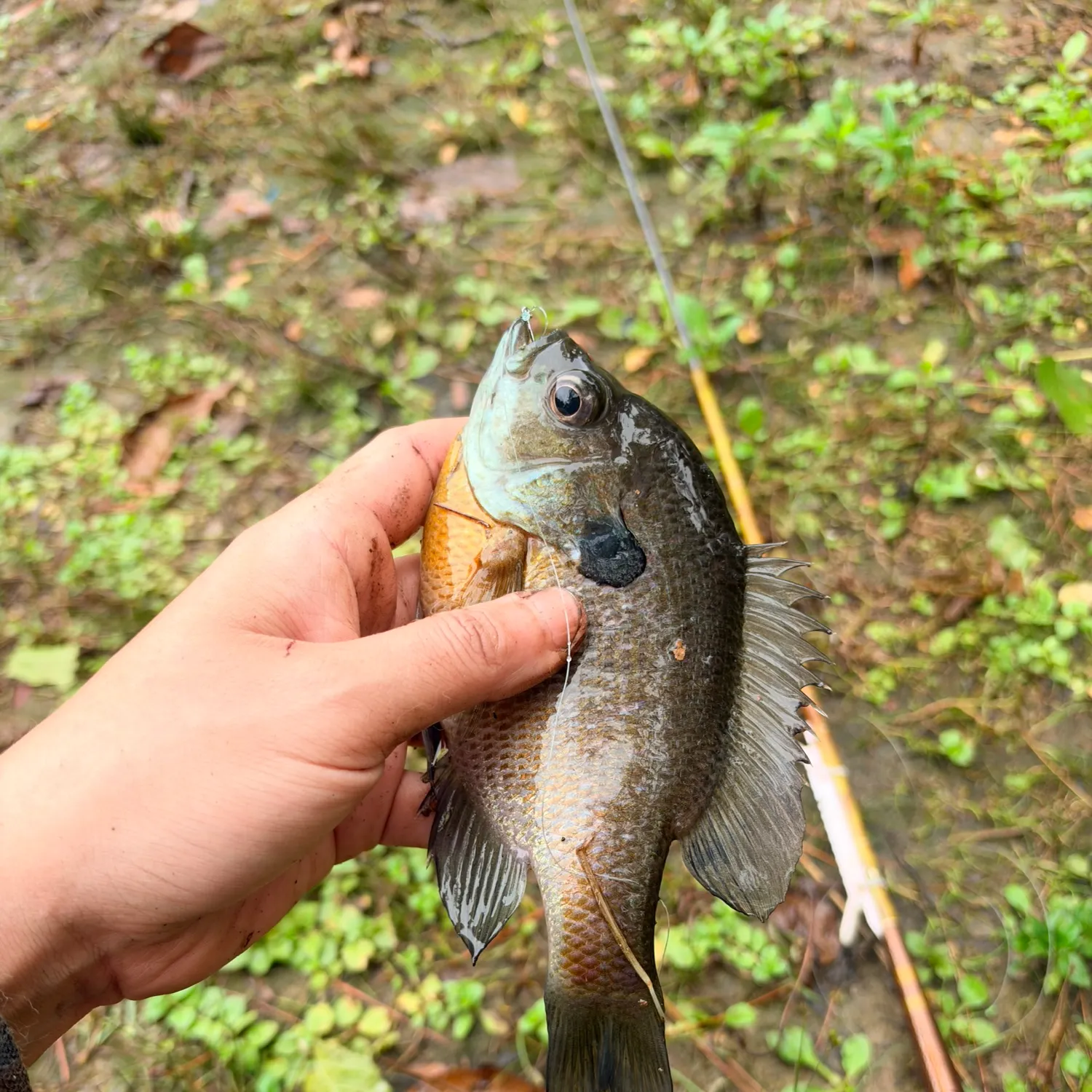 Bluegill caught on Fishbrain