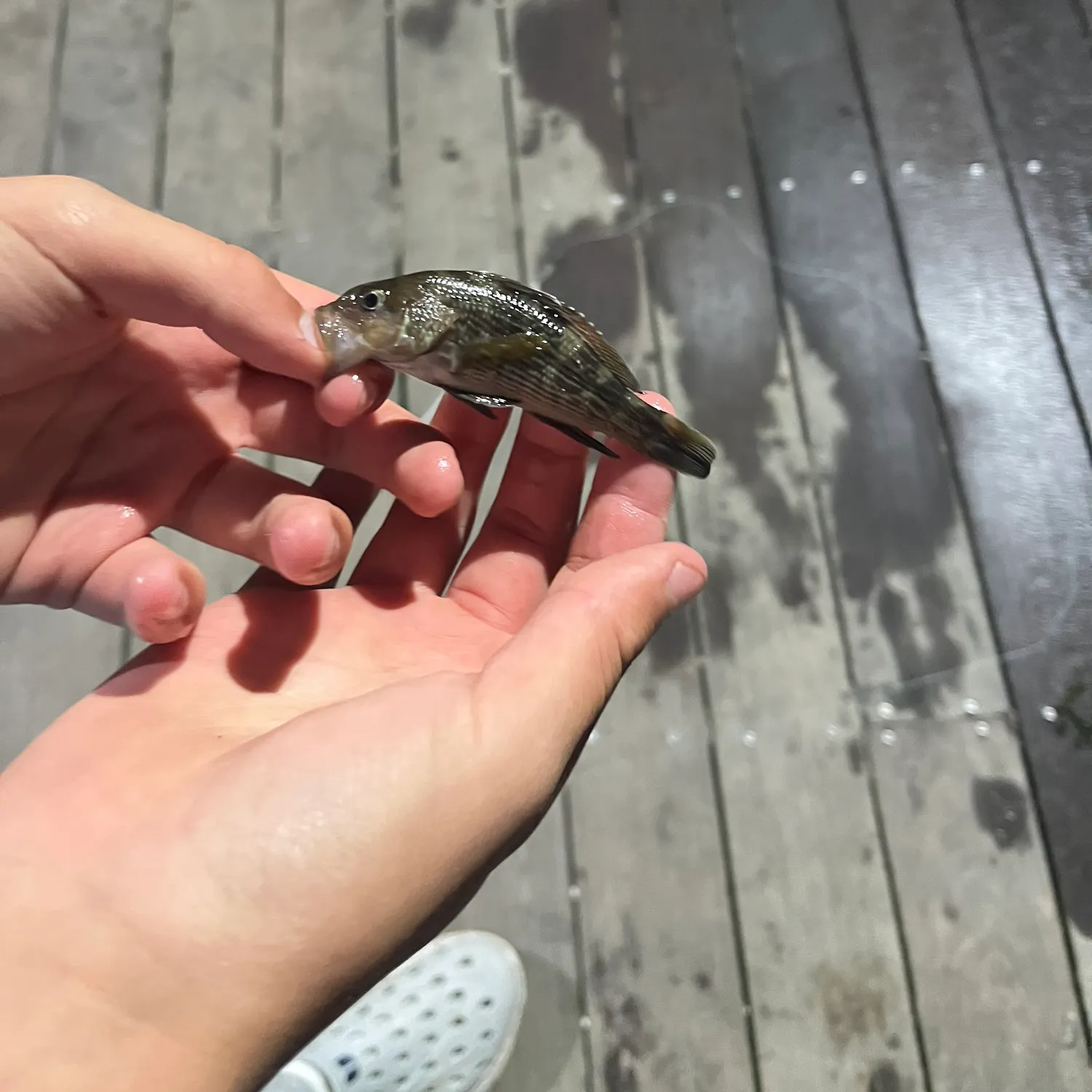 Fish caught on Fishbrain