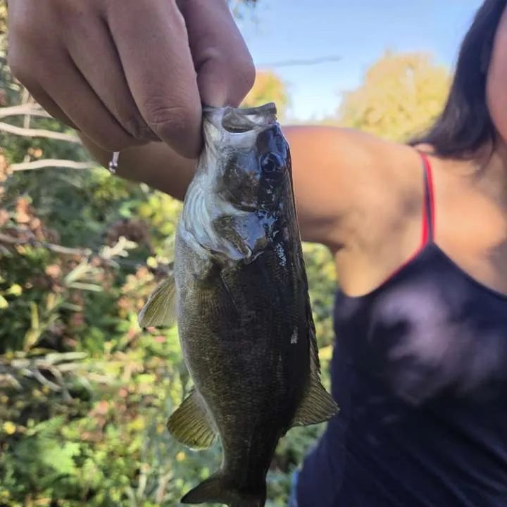 Smallmouth bass caught on Fishbrain