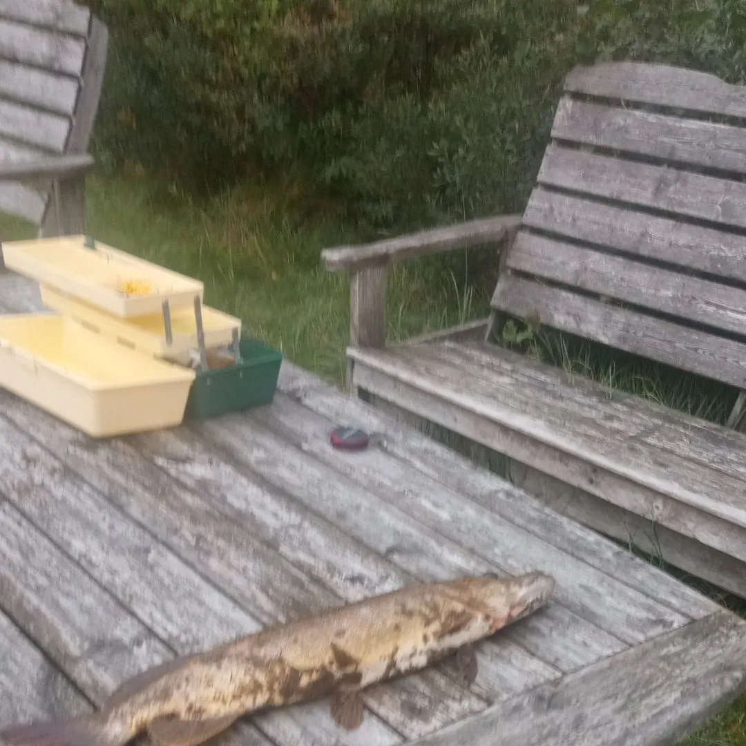 Northern pike caught on Fishbrain