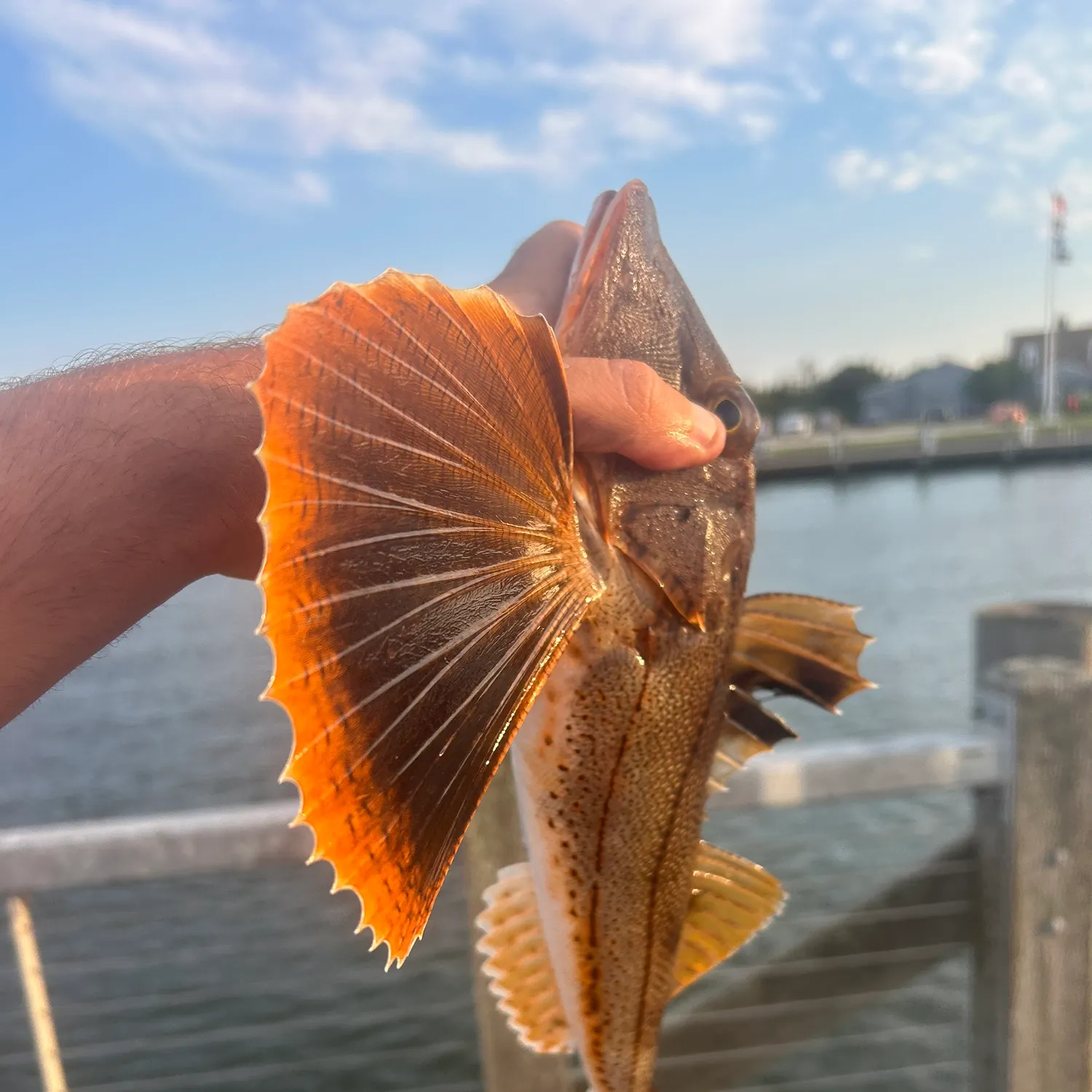 The most popular recent Striped searobin catch on Fishbrain