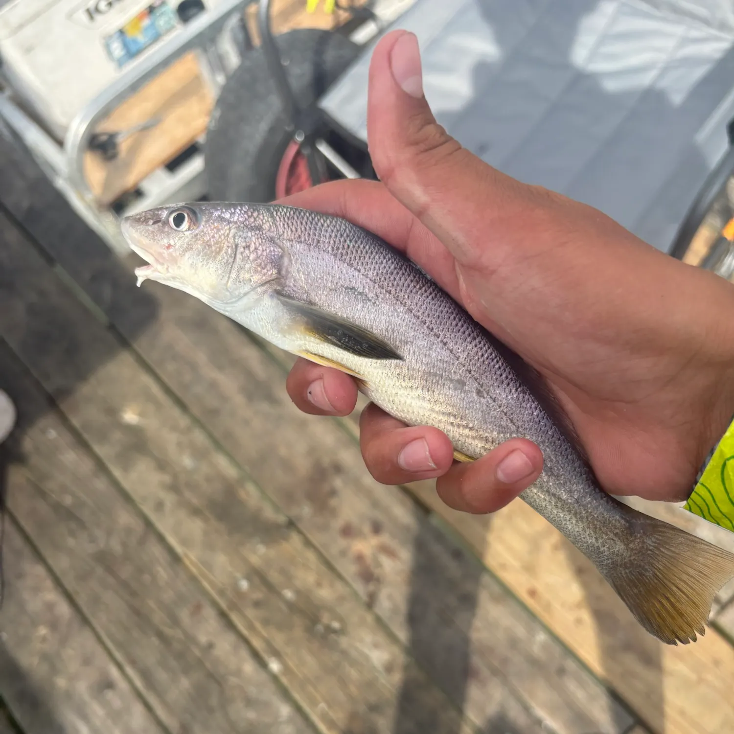 The most recent Gulf kingcroaker catches on Fishbrain