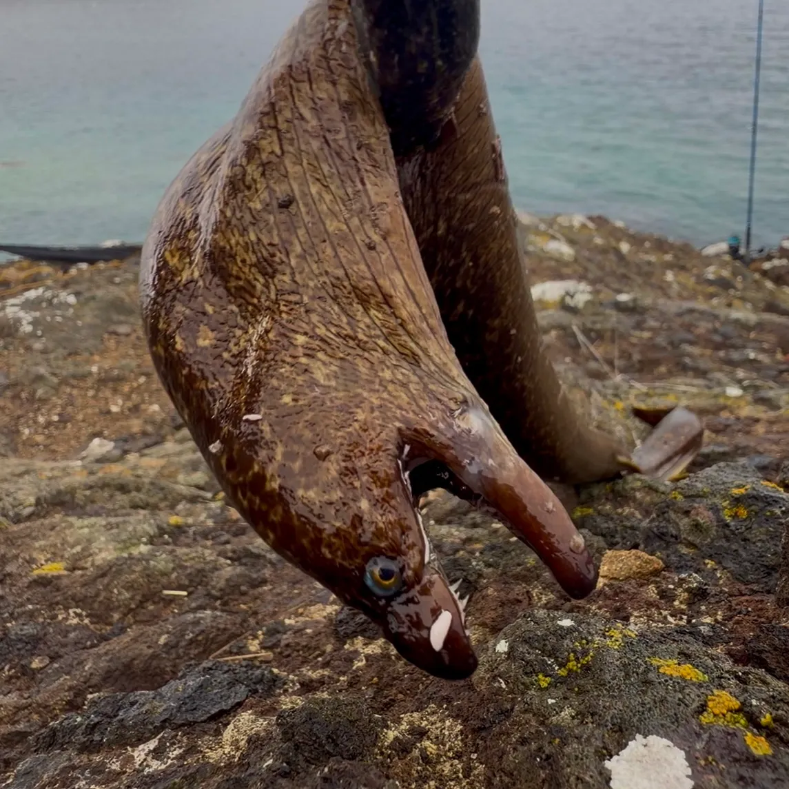 The most recent California moray catches on Fishbrain