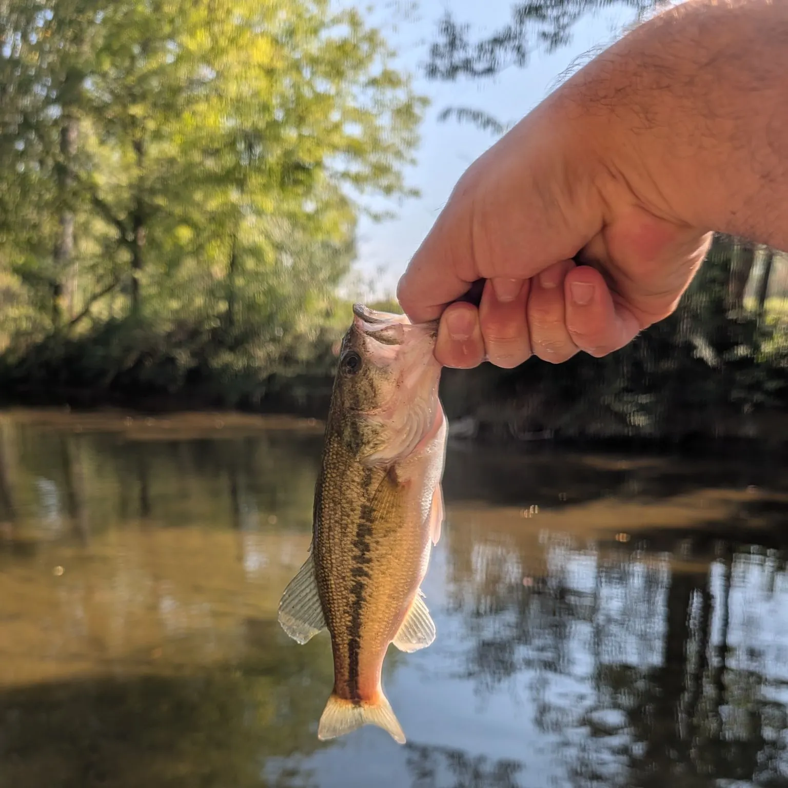 Spotted bass caught on Fishbrain