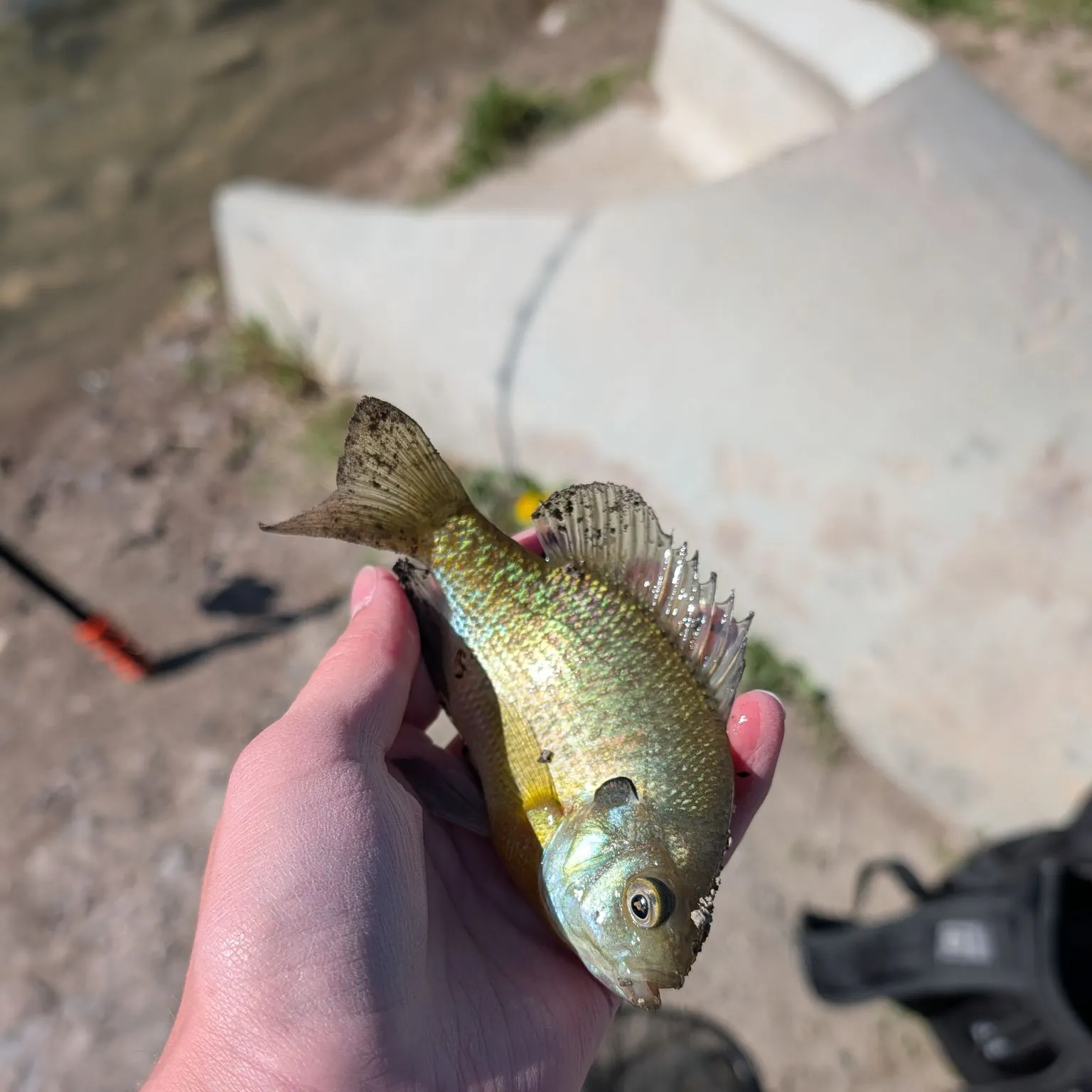 Bluegill caught on Fishbrain