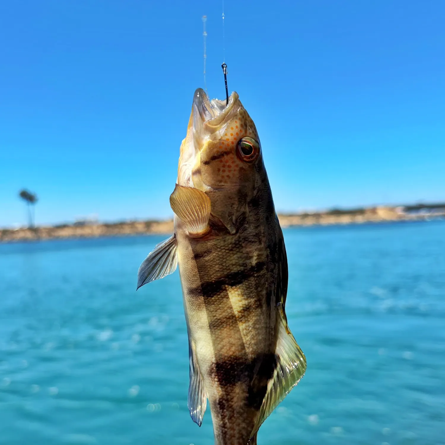 The most recent Barred sand bass catches on Fishbrain