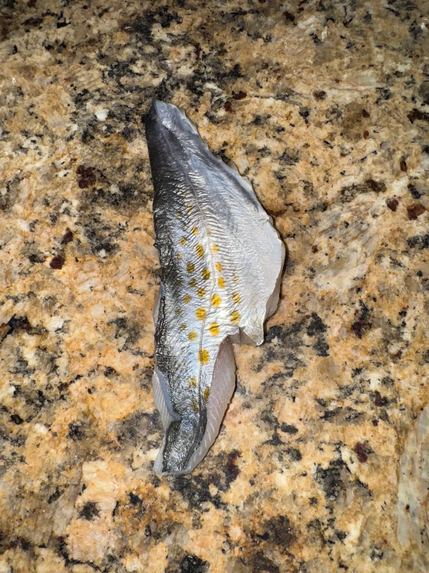 Spanish Mackeral Cutbait