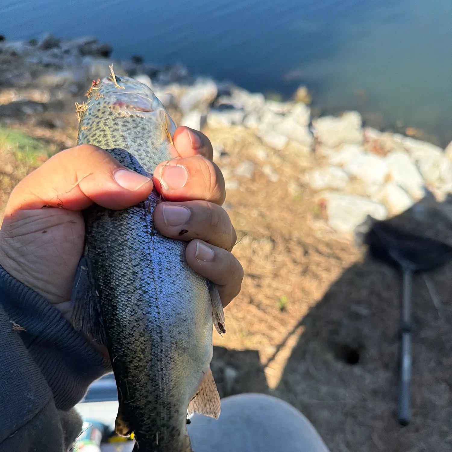 Rainbow trout caught on Fishbrain