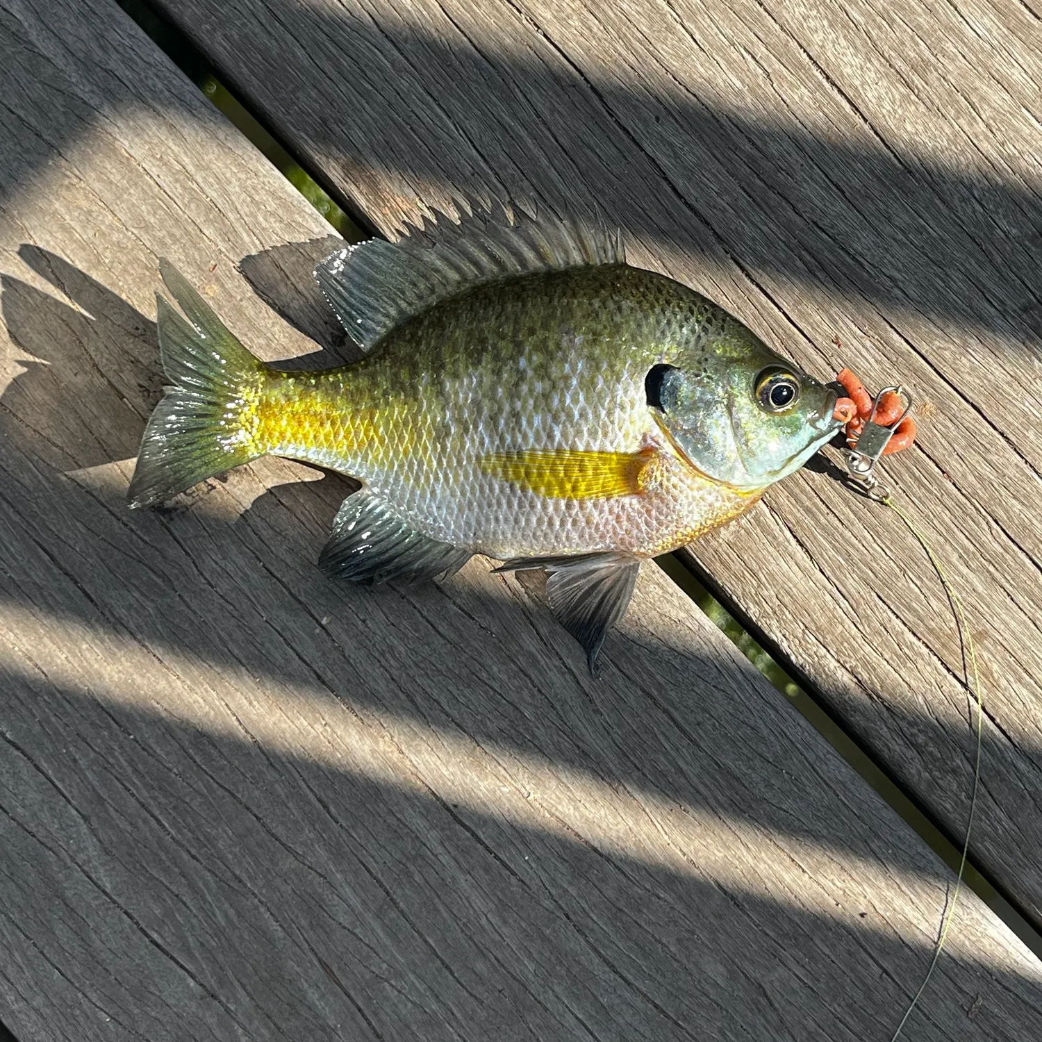 Bluegill caught on Fishbrain
