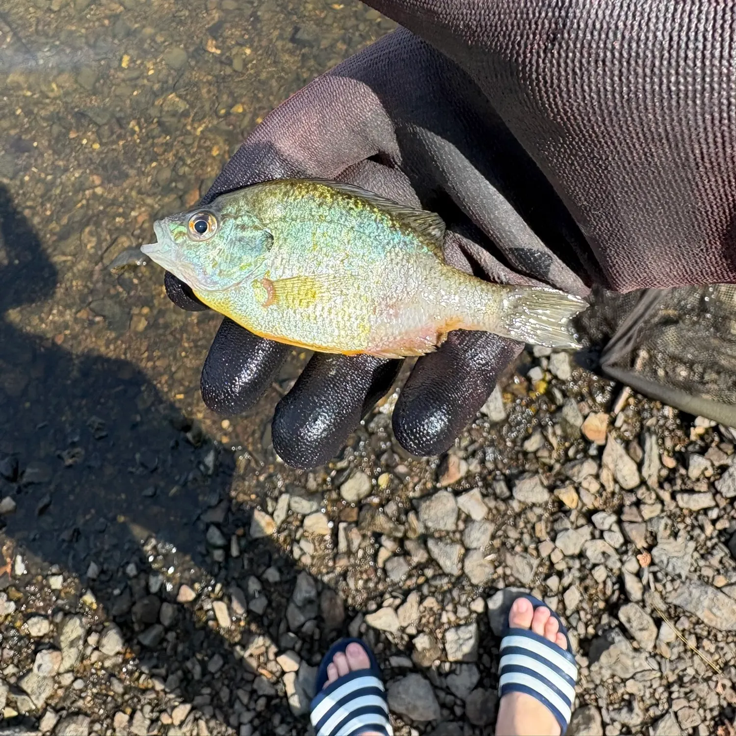 Pumpkinseed caught on Fishbrain