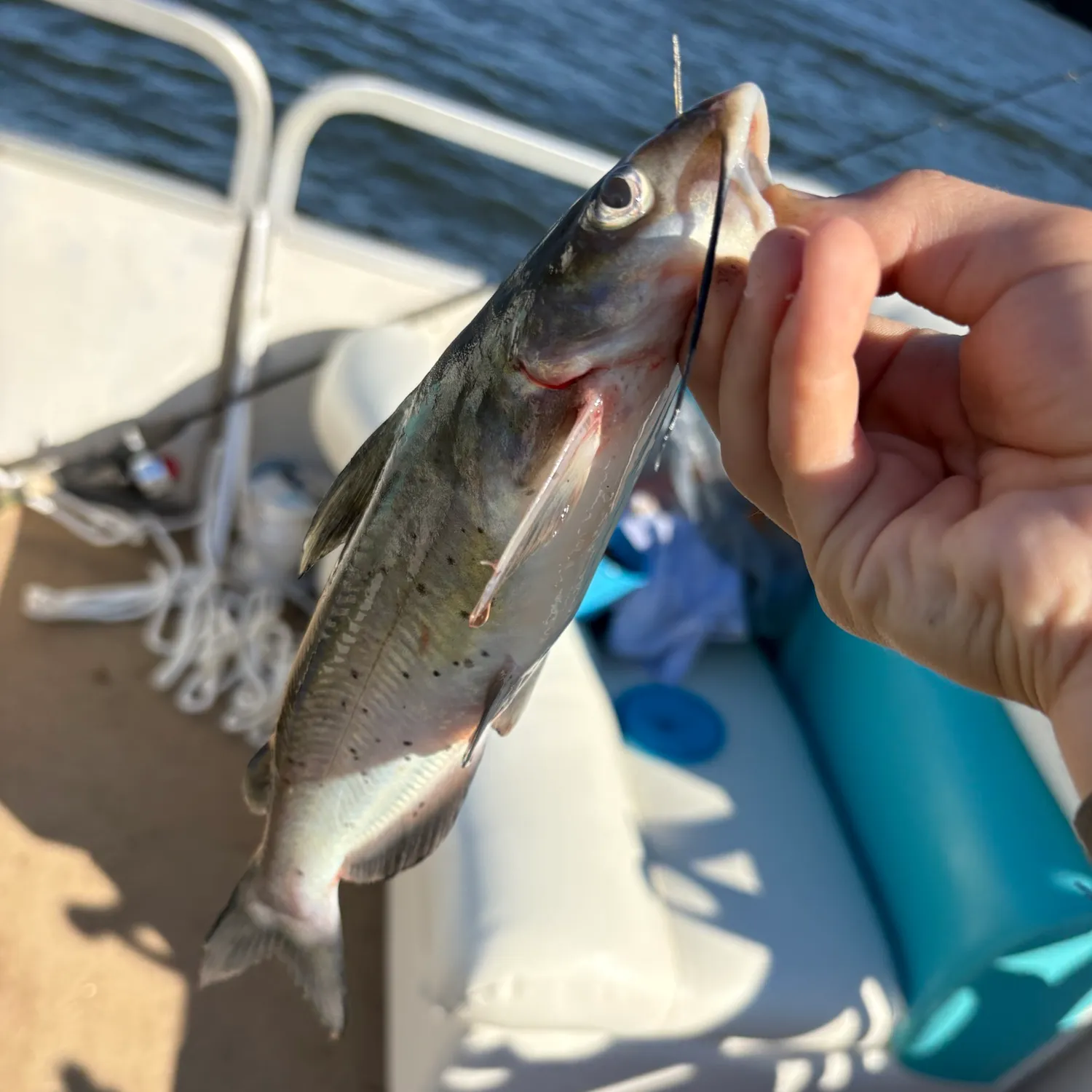 Fish caught on Fishbrain