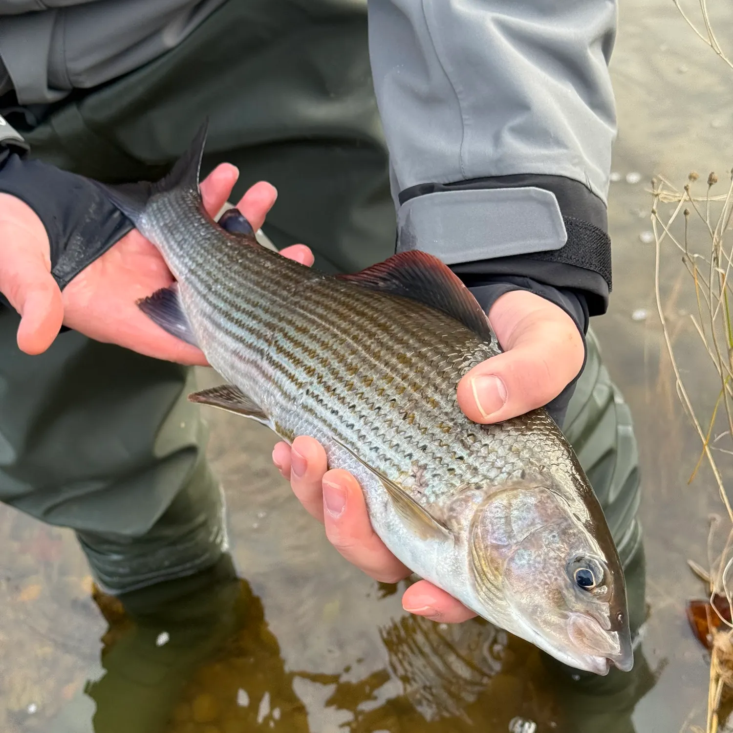 The most recent European grayling catches on Fishbrain