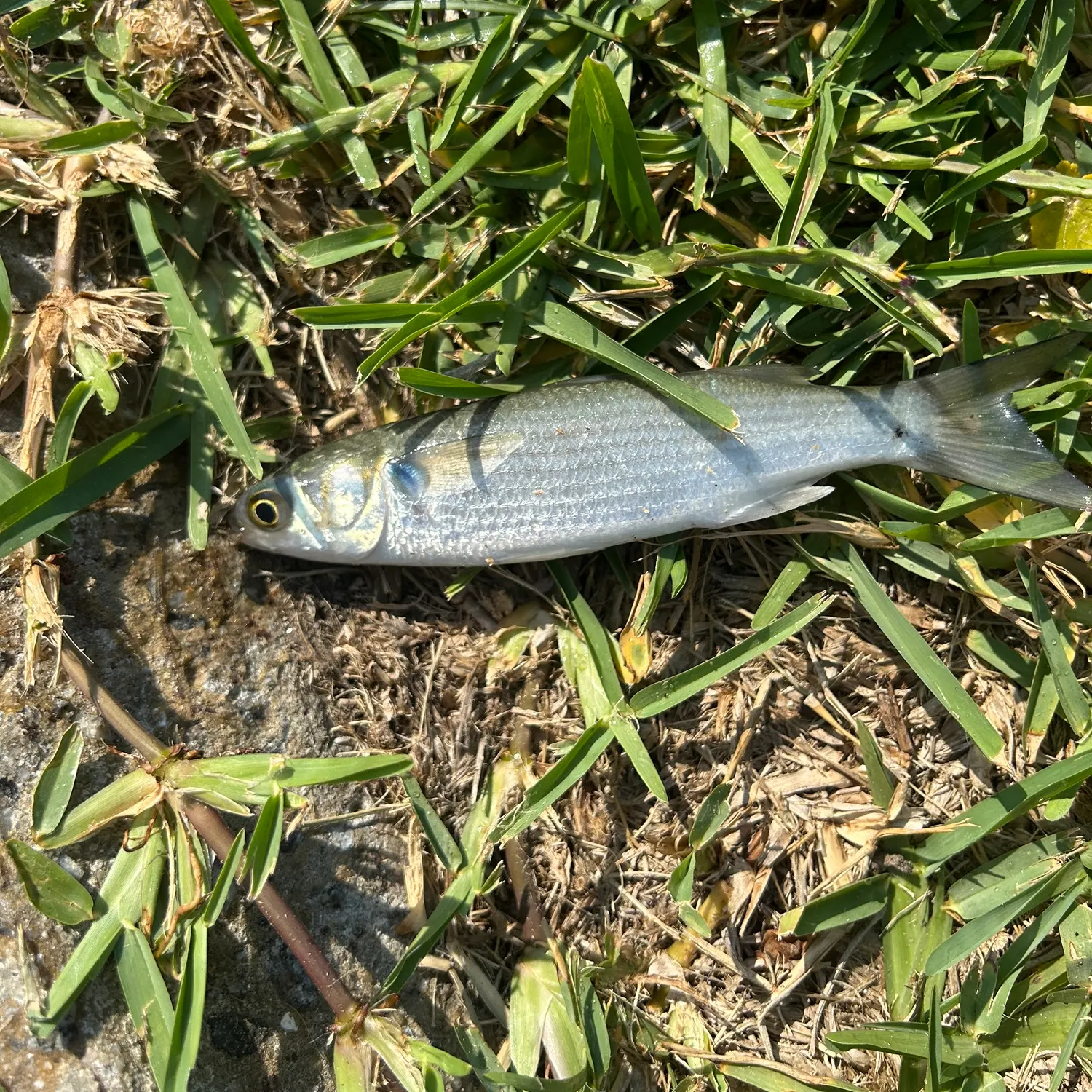 The most recent Yellow-eye mullet catches on Fishbrain