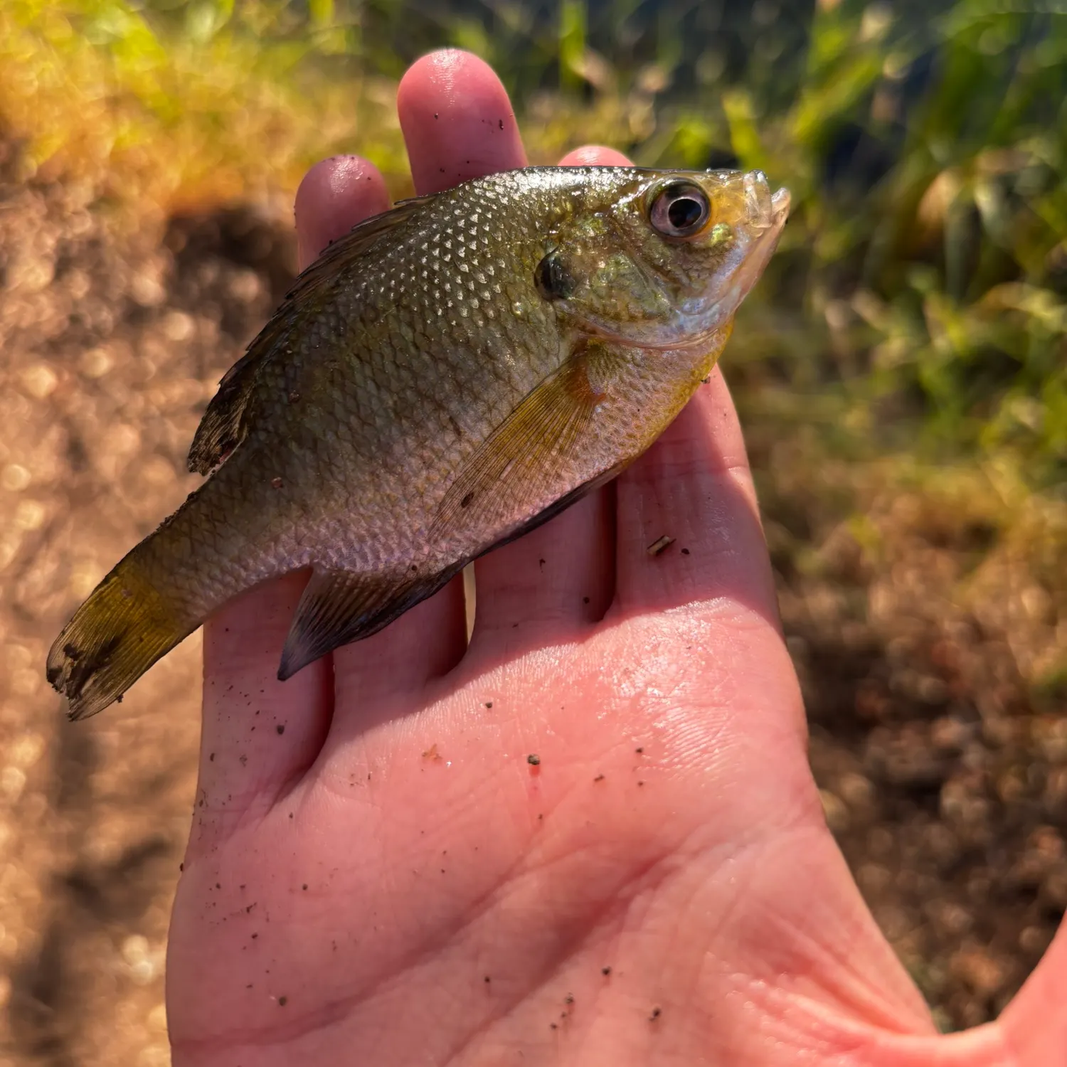 The most recent Tule perch catches on Fishbrain