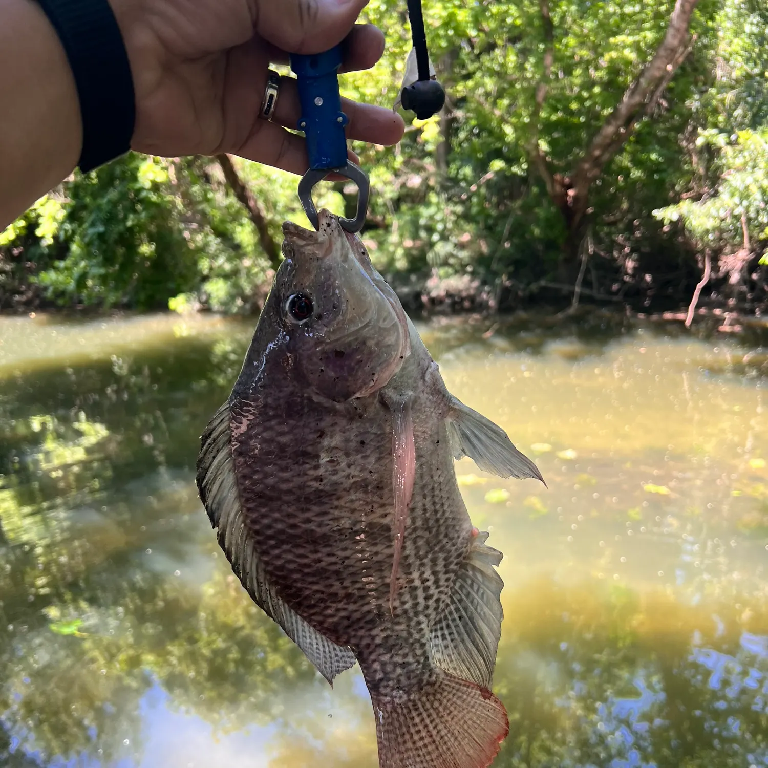 The most recent Blue tilapia catches on Fishbrain