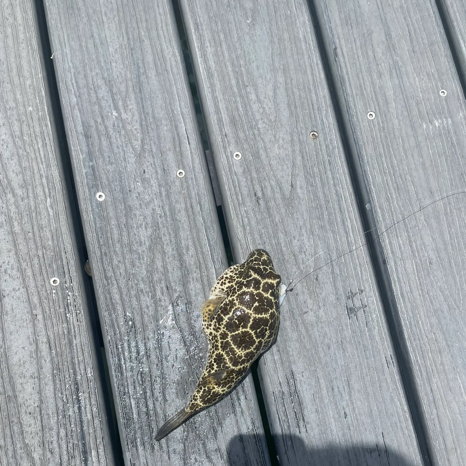 The most recent Southern puffer catches on Fishbrain