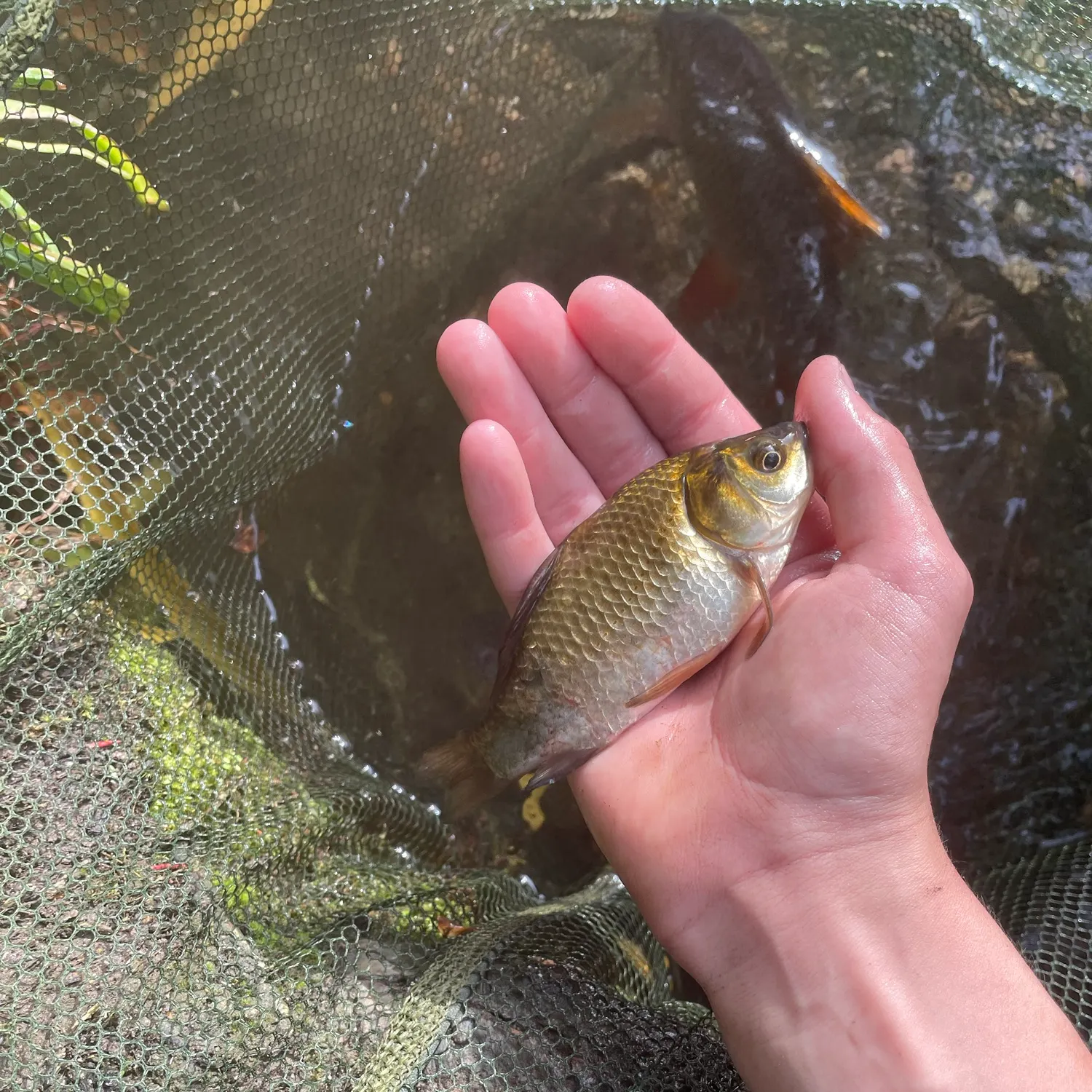 Crucian carp caught on Fishbrain