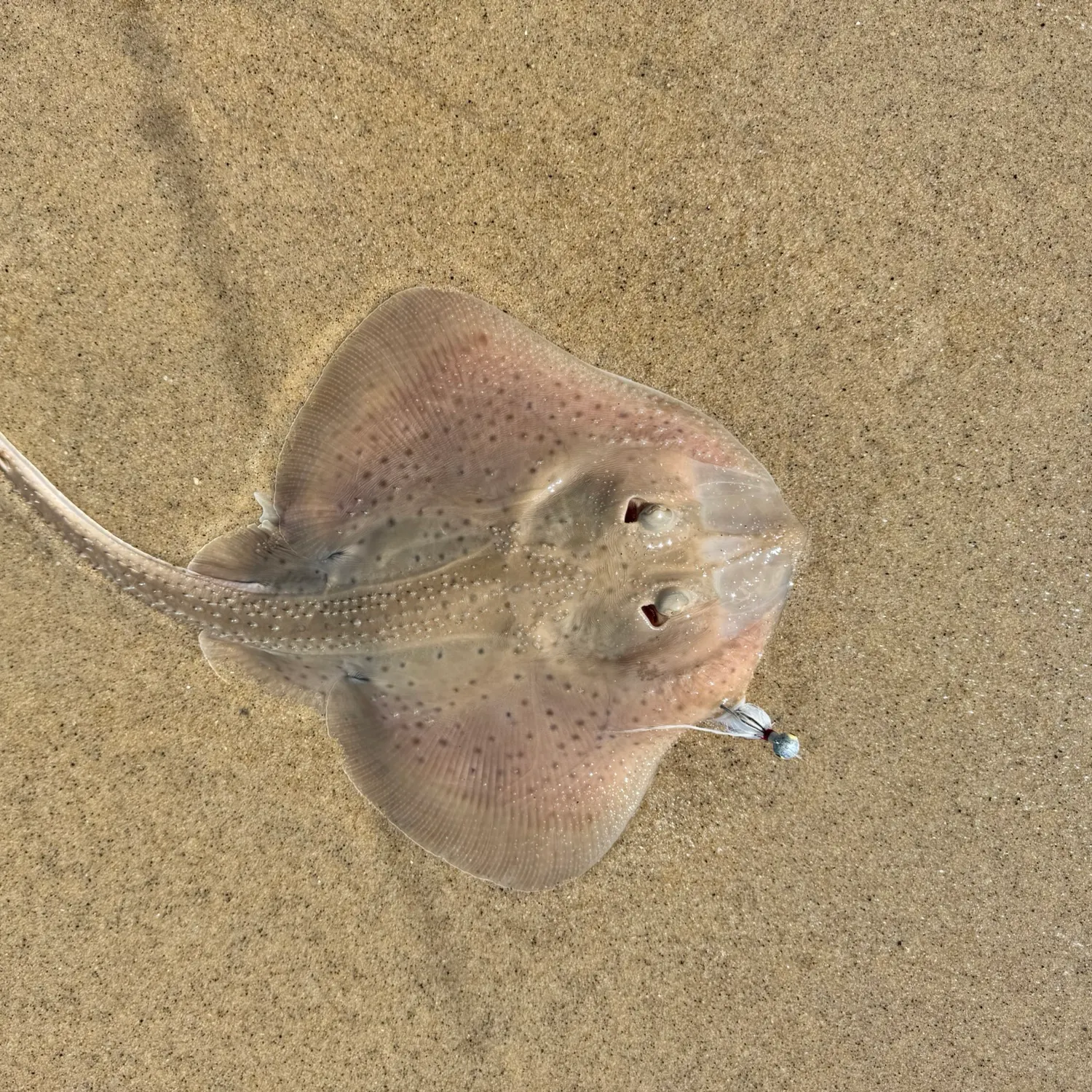 The most recent Little Skate catches on Fishbrain