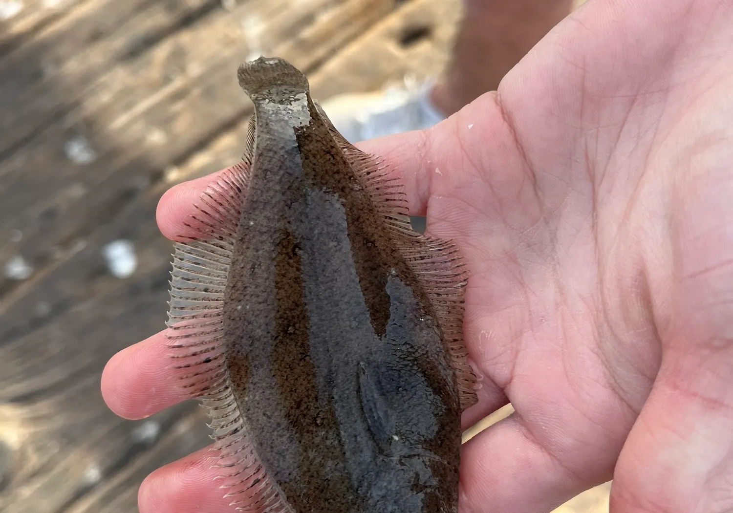 Pacific sanddab