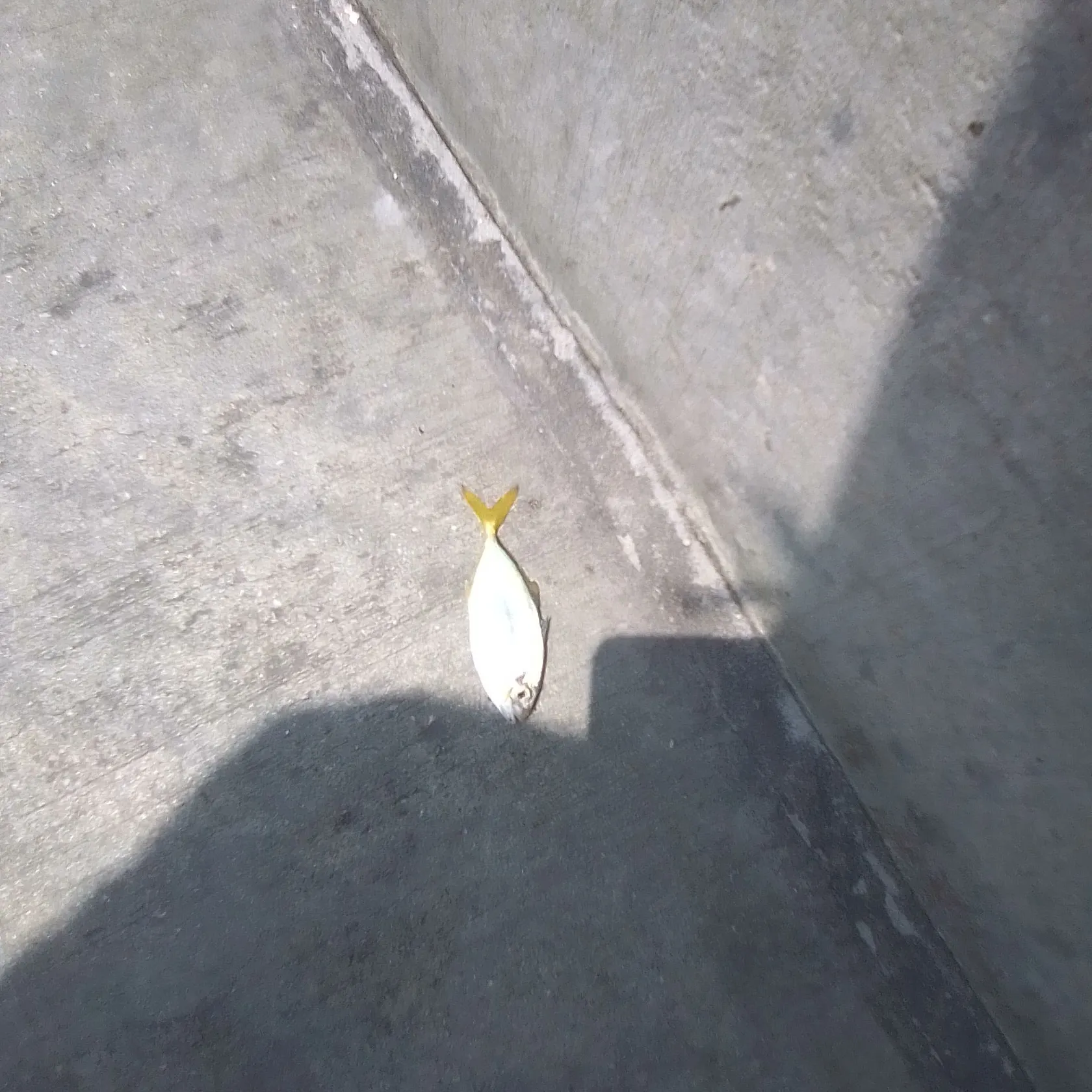 The most recent Shrimp scad catches on Fishbrain