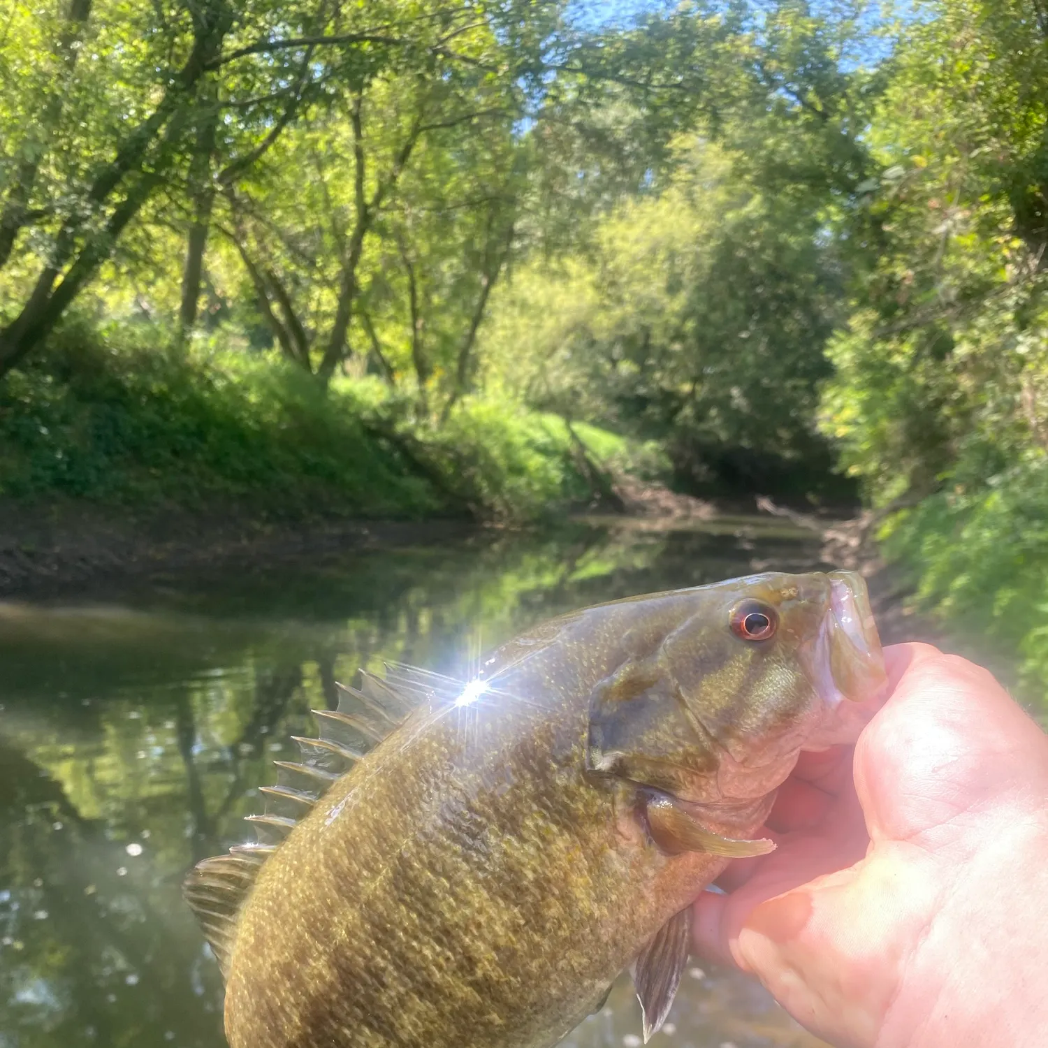 Smallmouth bass caught on Fishbrain