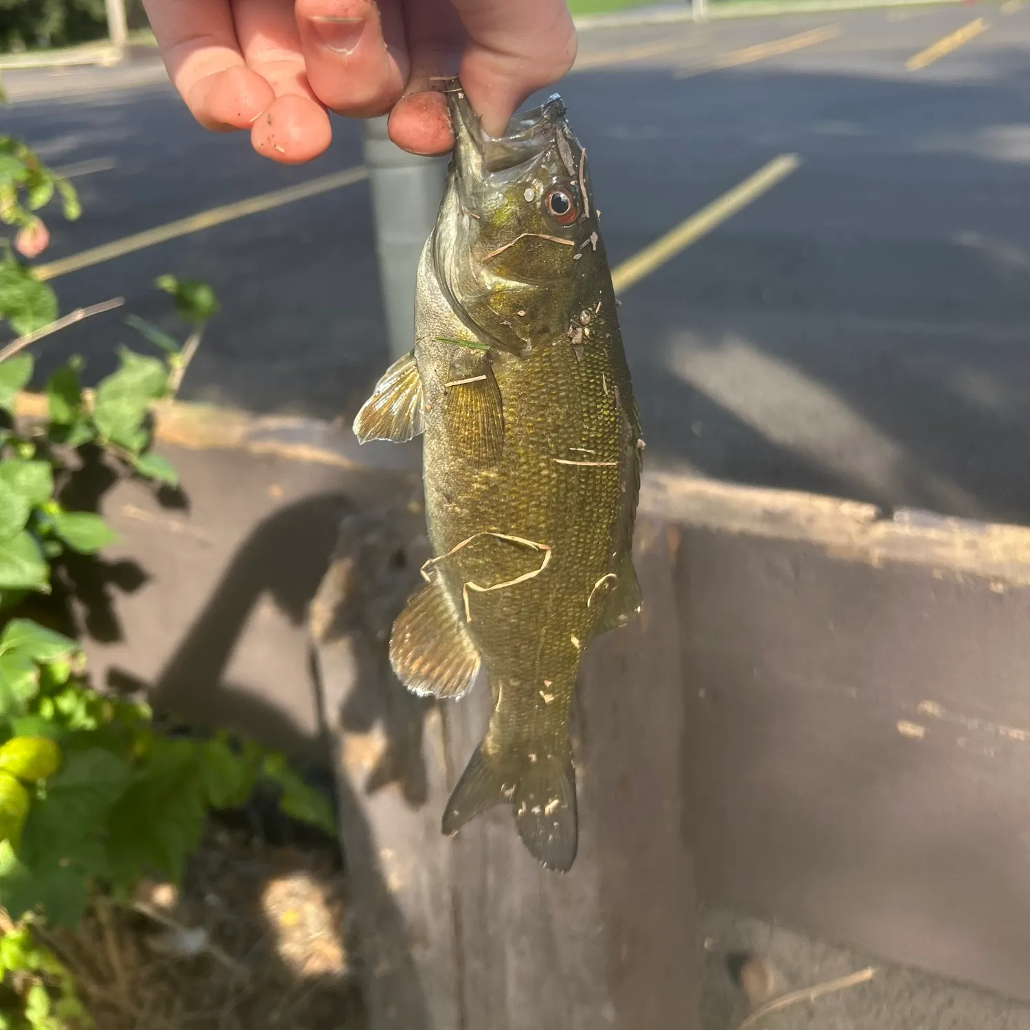 Smallmouth bass caught on Fishbrain