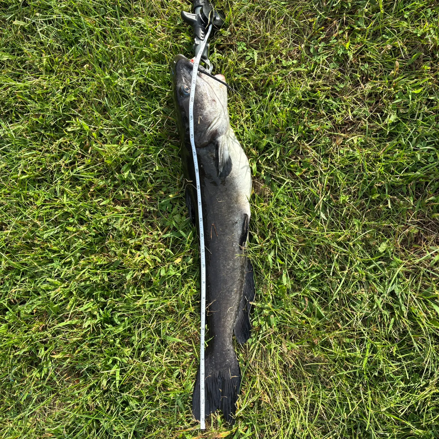 Channel catfish caught on Fishbrain