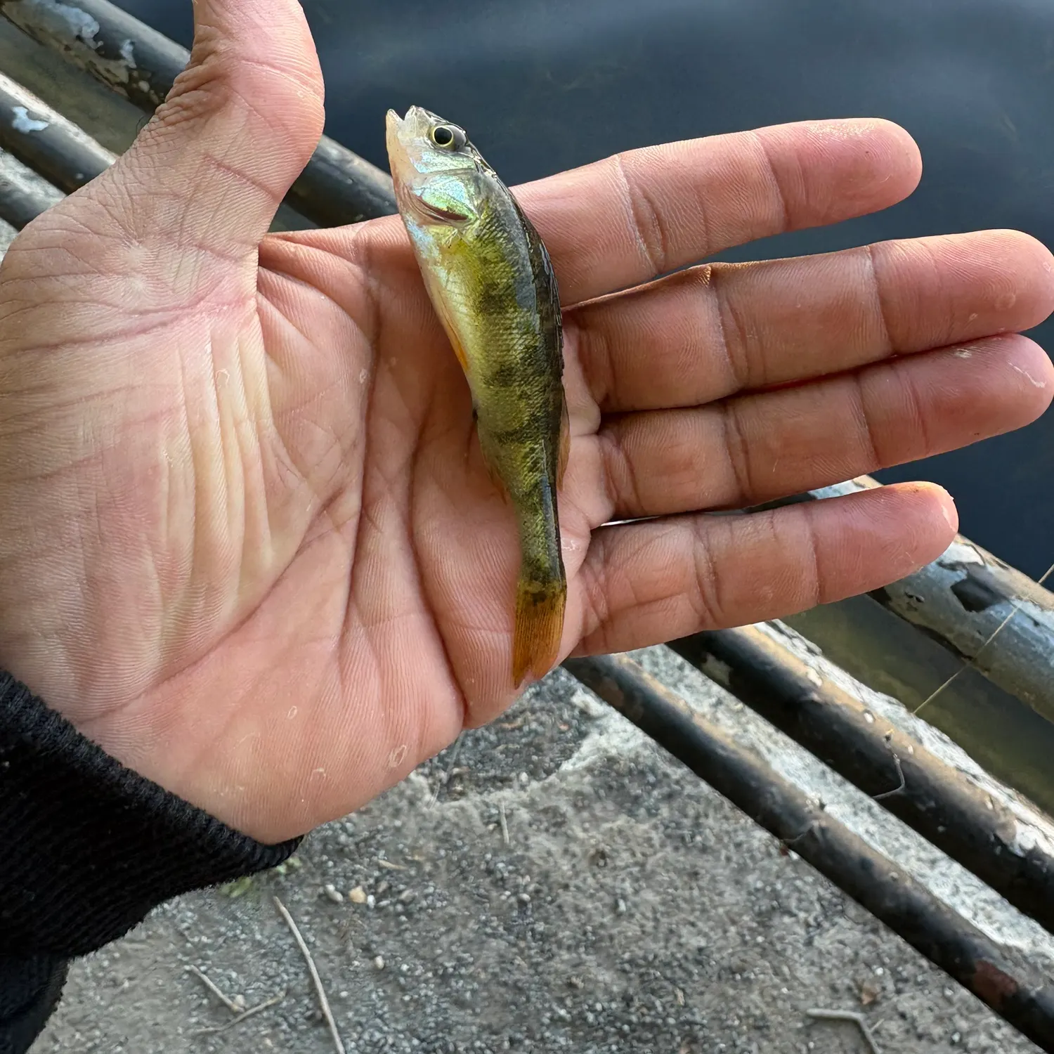 Yellow perch caught on Fishbrain