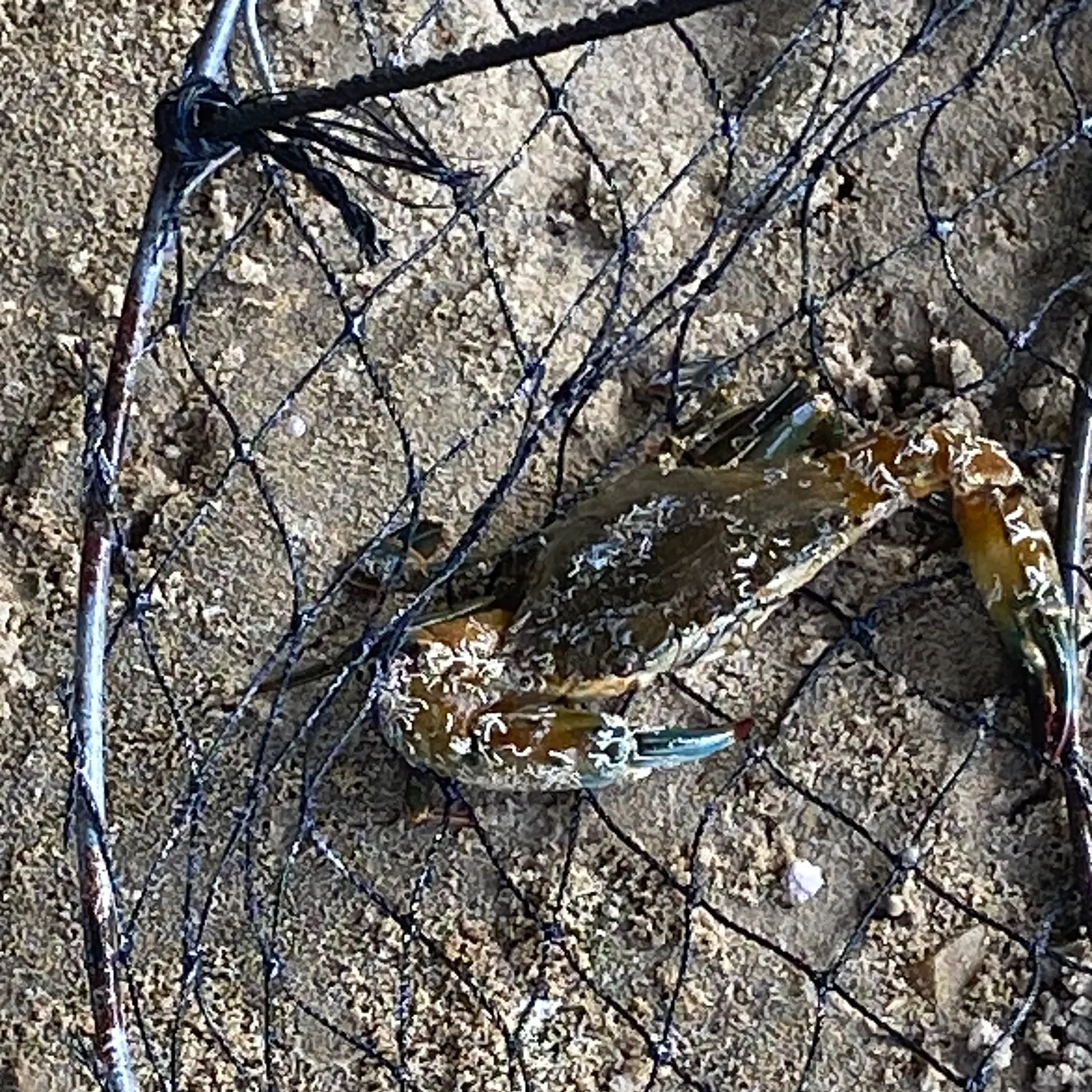 The most recent Giant mud crab catches on Fishbrain