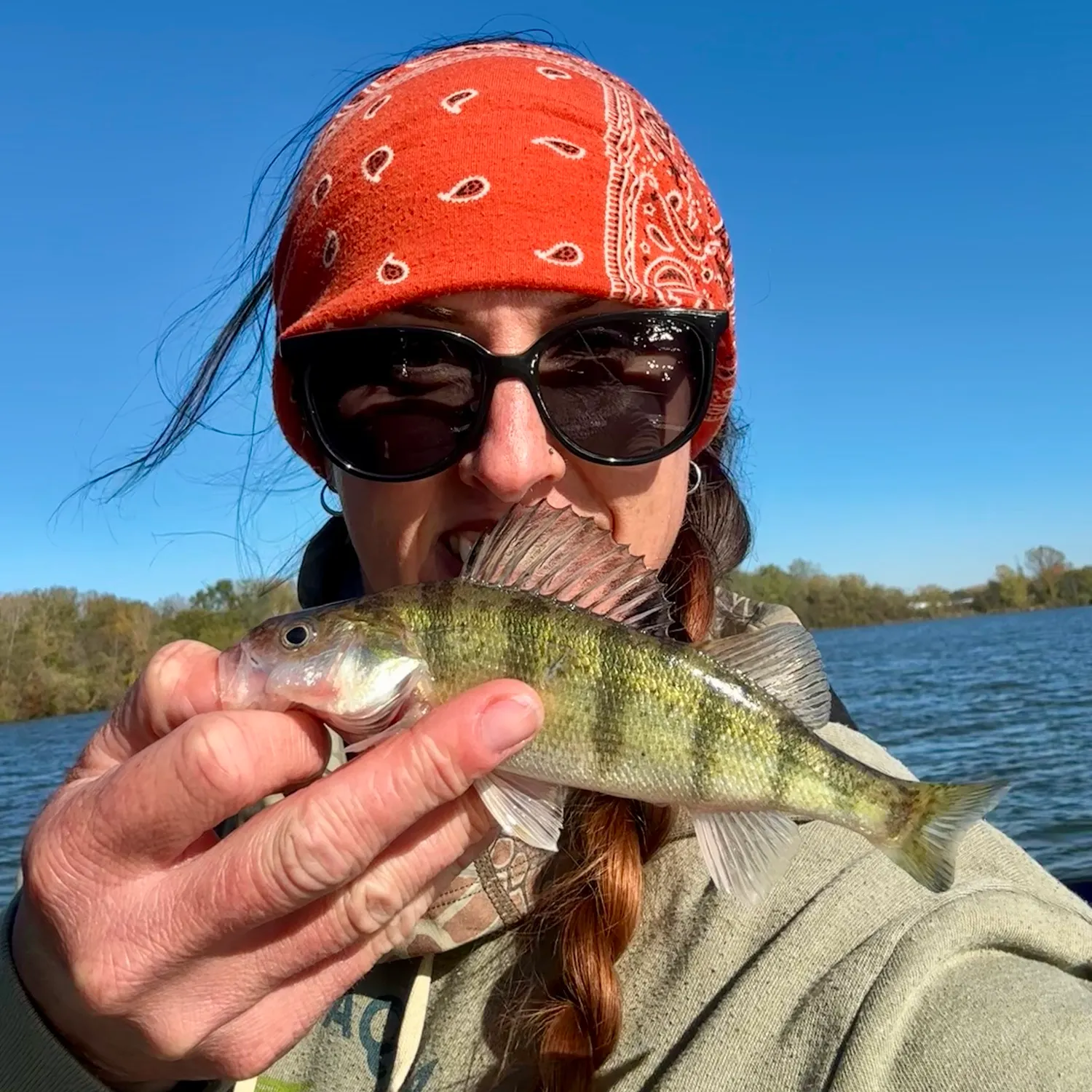 Yellow perch caught on Fishbrain