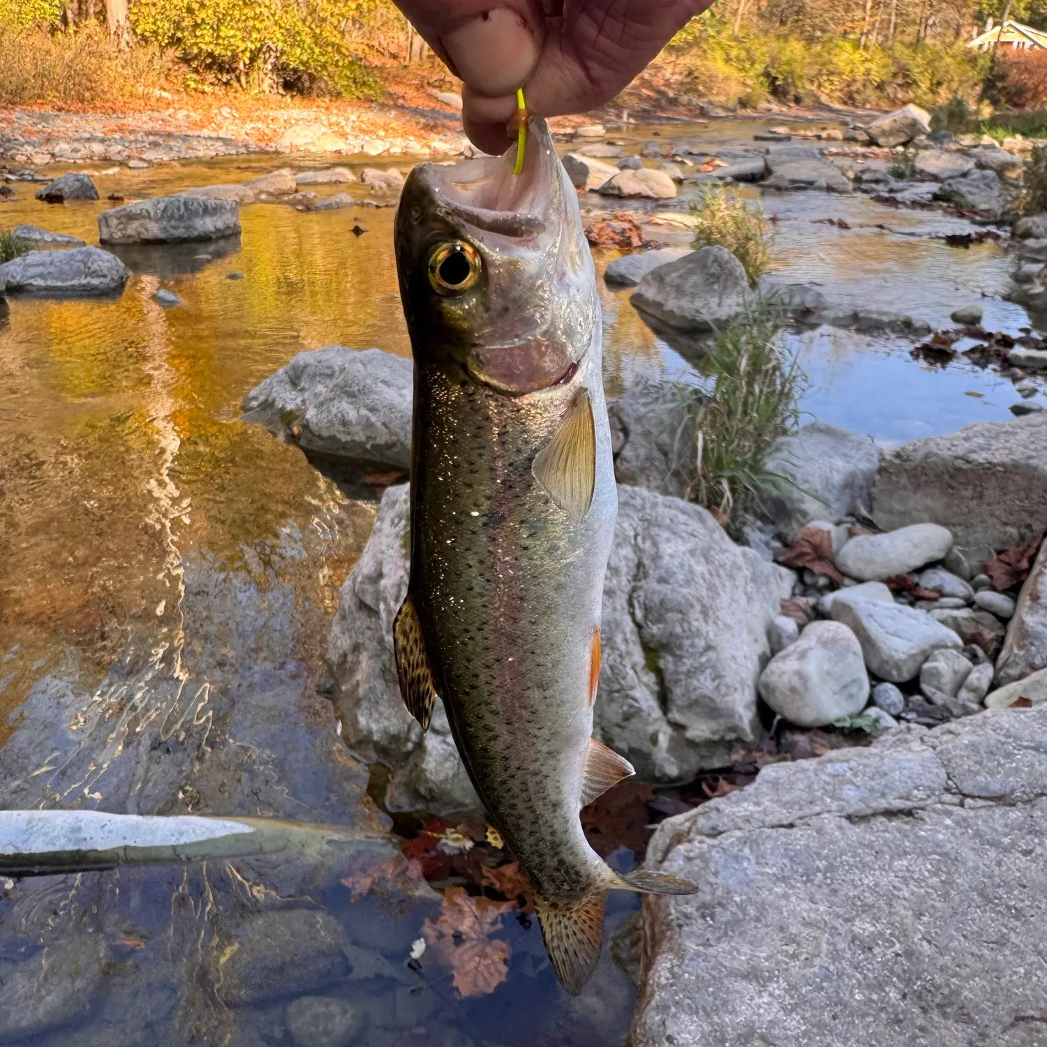 Rainbow trout caught on Fishbrain